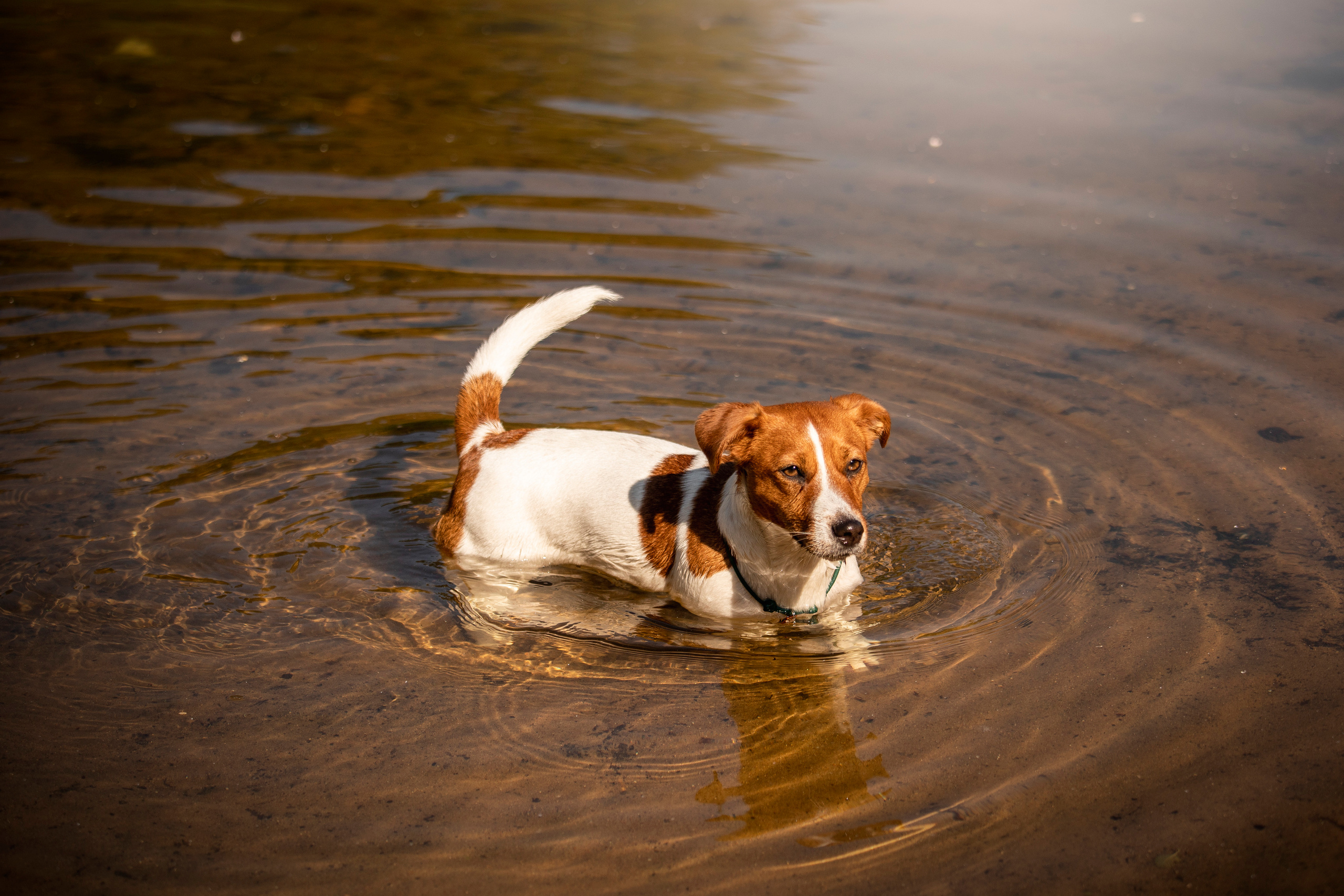Наташа и Мерси. Фотограф — Анималист | Санкт-Петербург