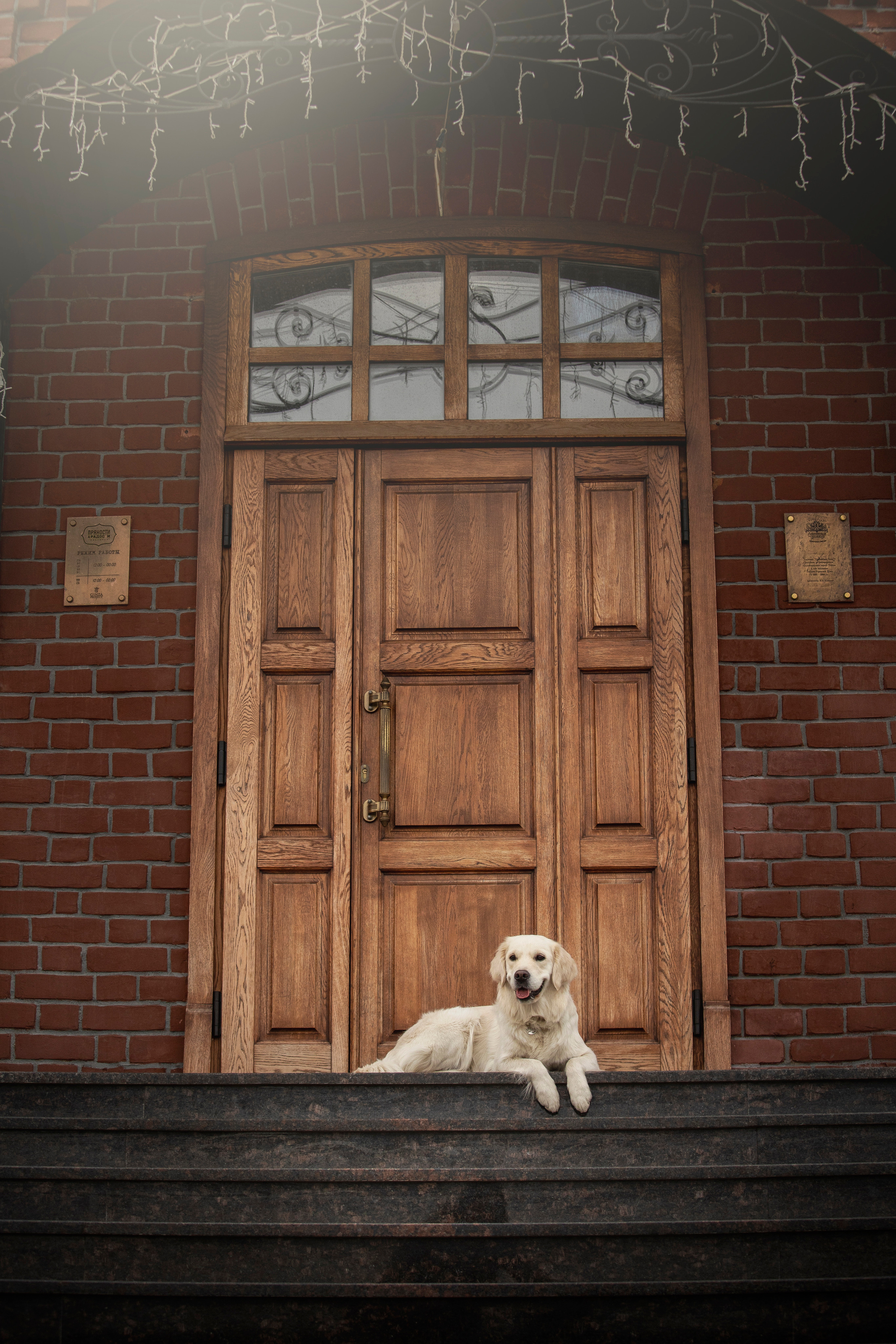 Молли и ее семья. Фотограф — Анималист | Санкт-Петербург
