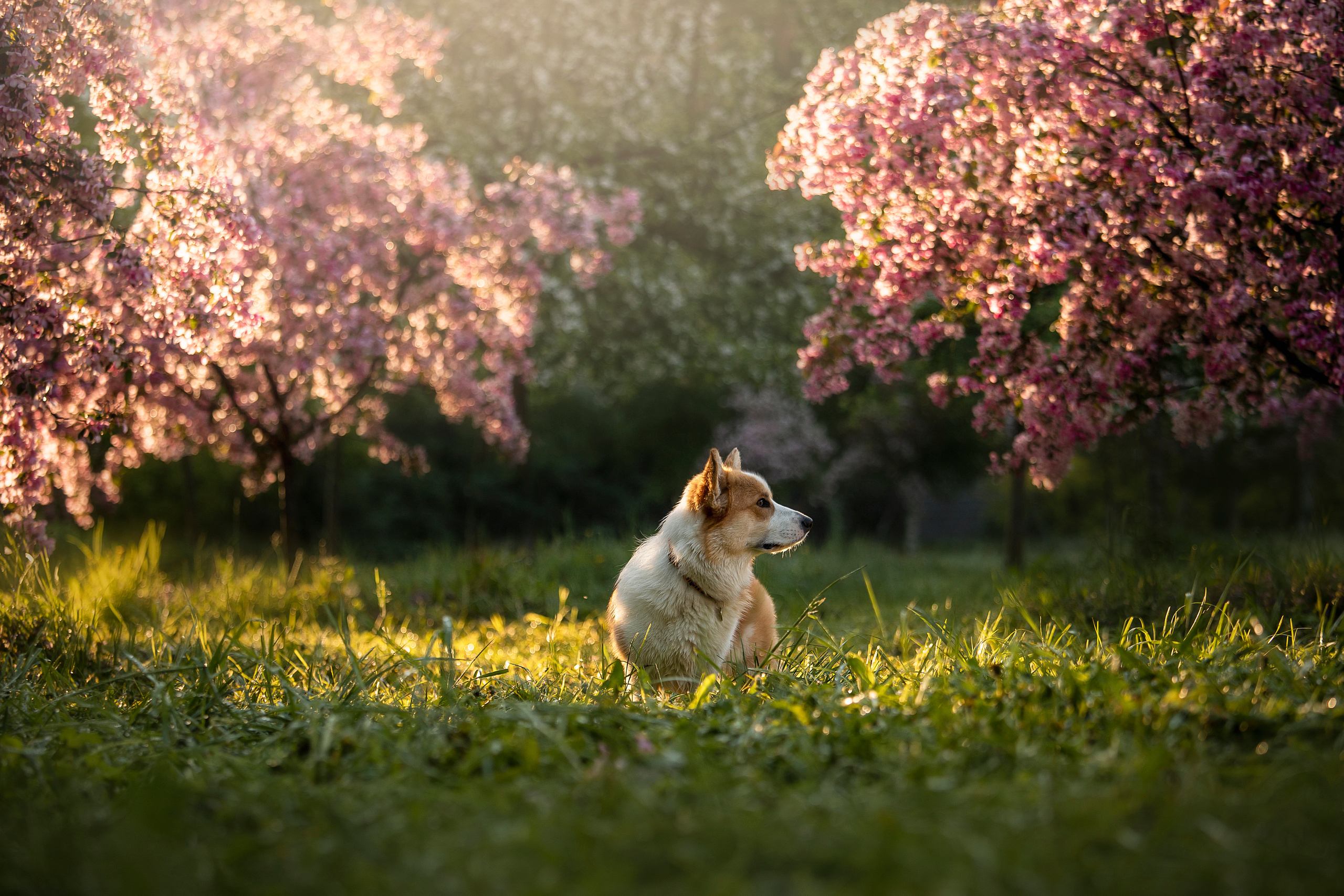 Юля и Лео. Фотограф — Анималист | Санкт-Петербург