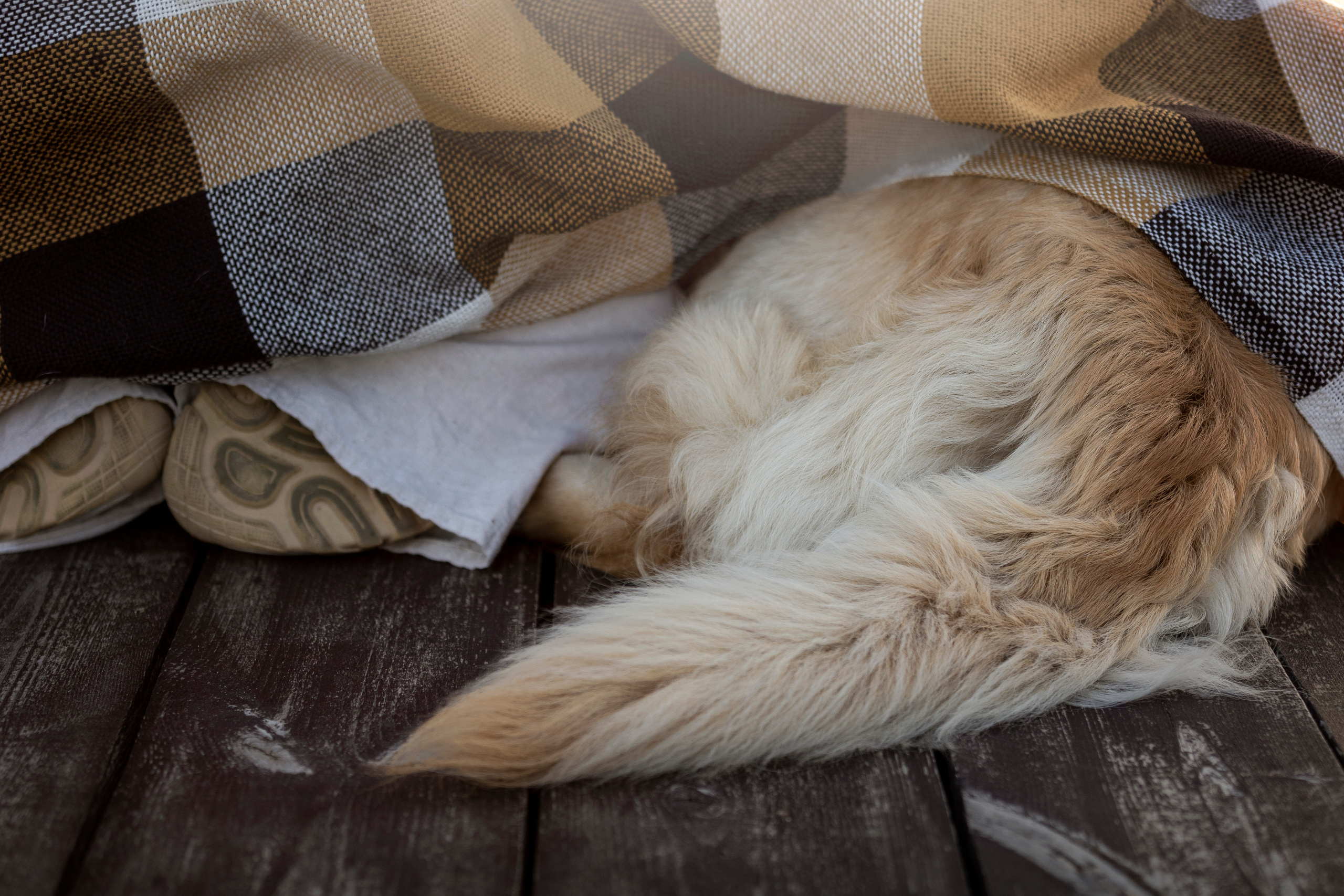 Марина и Чили. Фотограф — Анималист | Санкт-Петербург