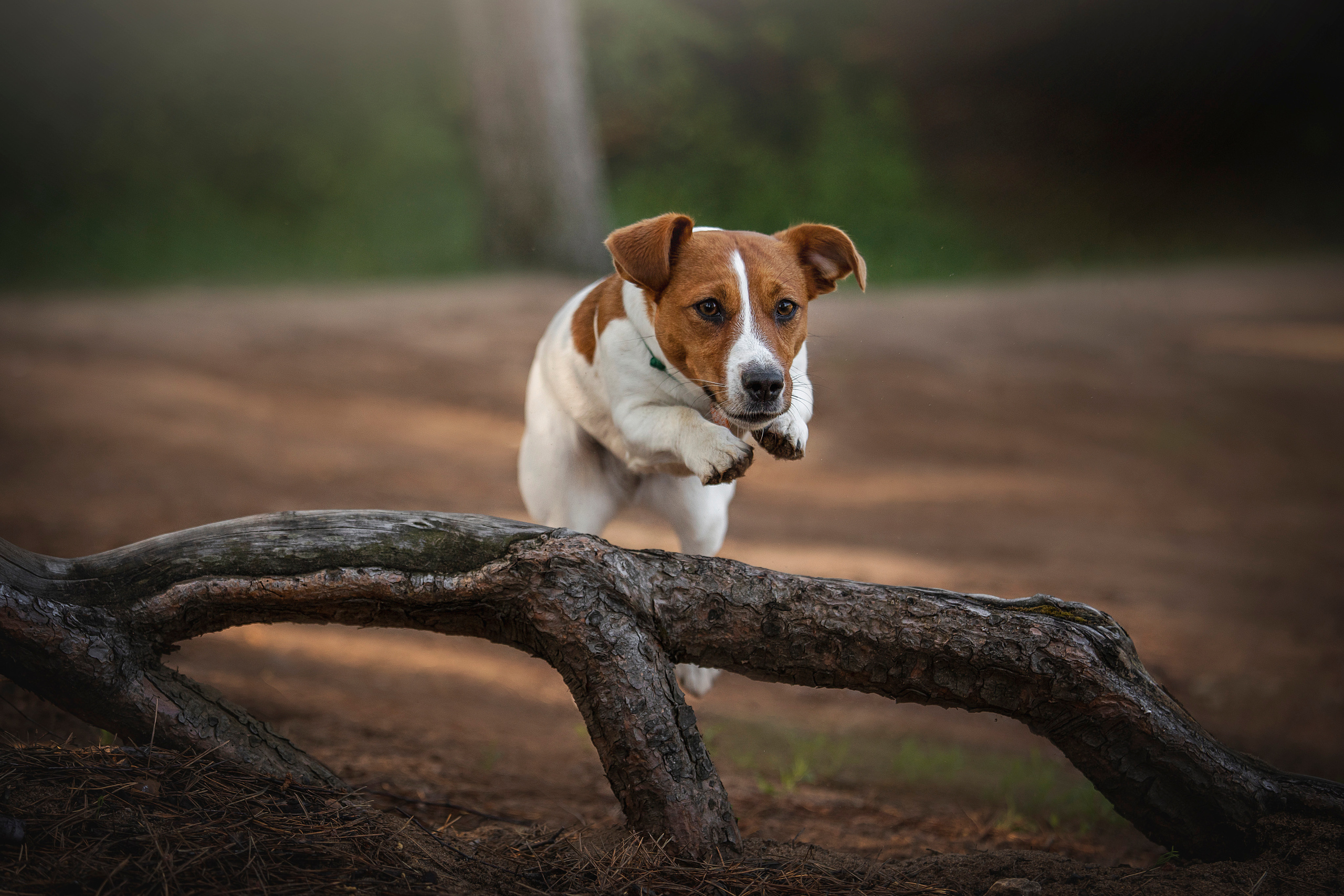 Наташа и Мерси. Фотограф — Анималист | Санкт-Петербург