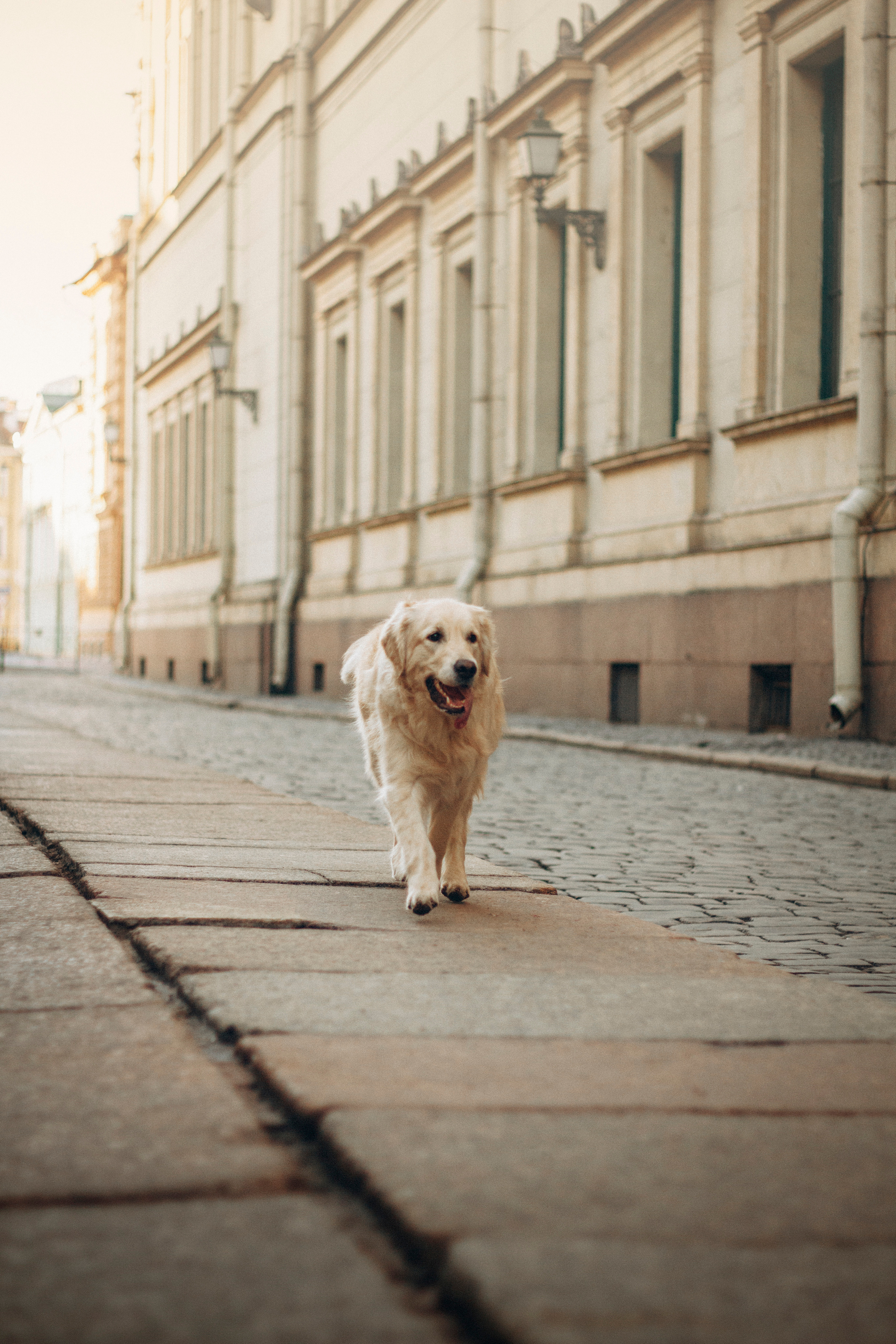 Настя и Марси. Фотограф — Анималист | Санкт-Петербург