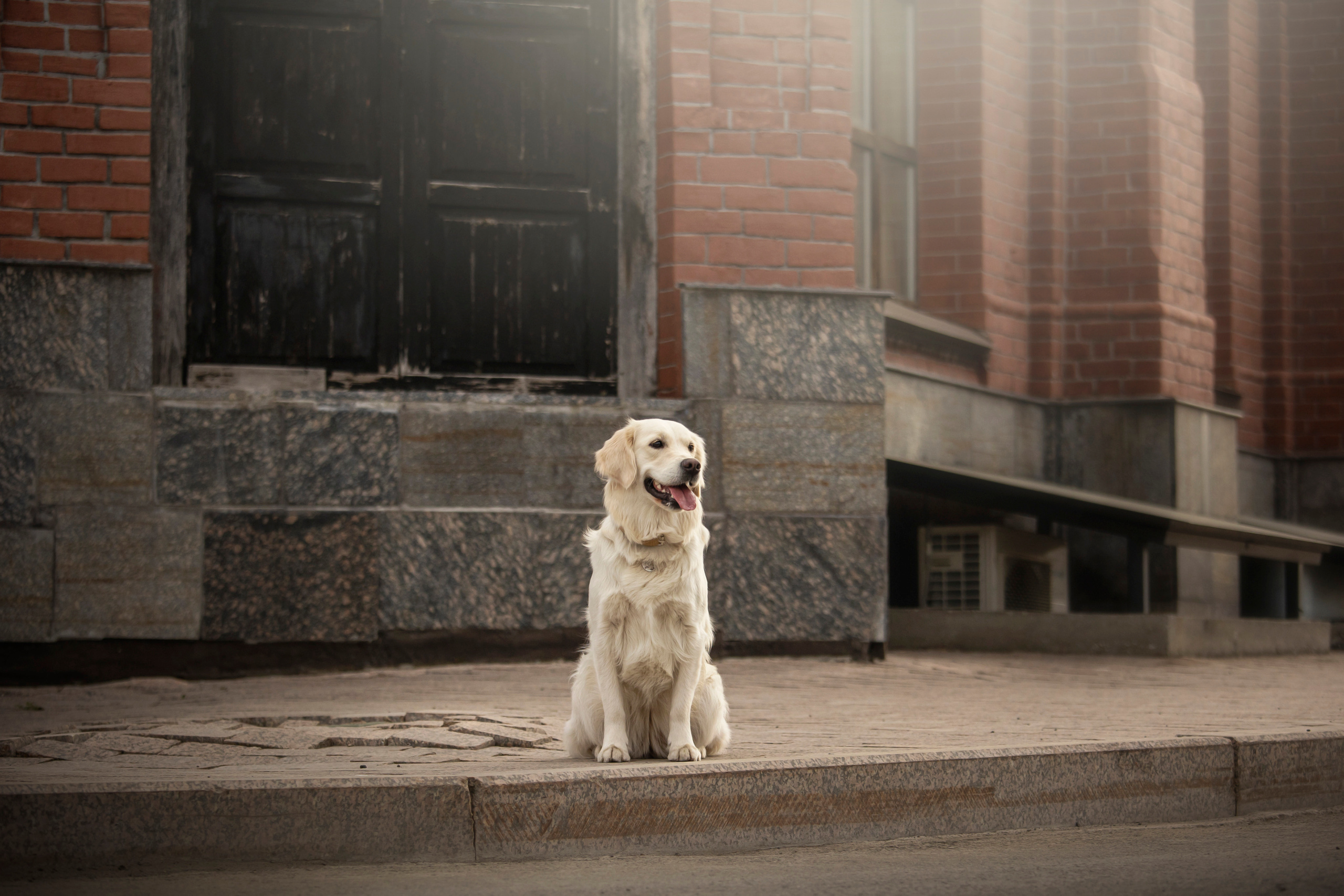 Молли и ее семья. Фотограф — Анималист | Санкт-Петербург