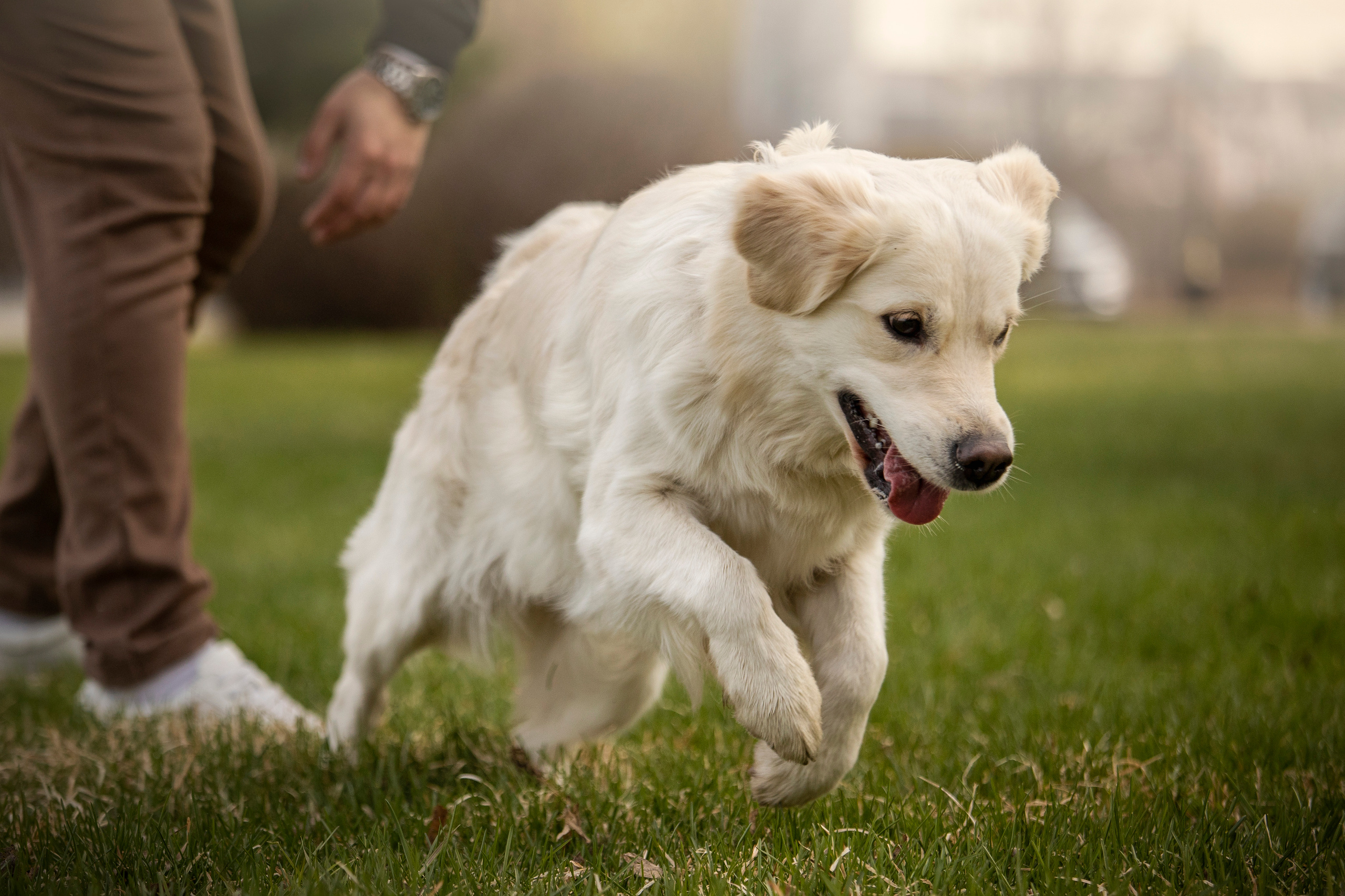 Молли и ее семья. Фотограф — Анималист | Санкт-Петербург