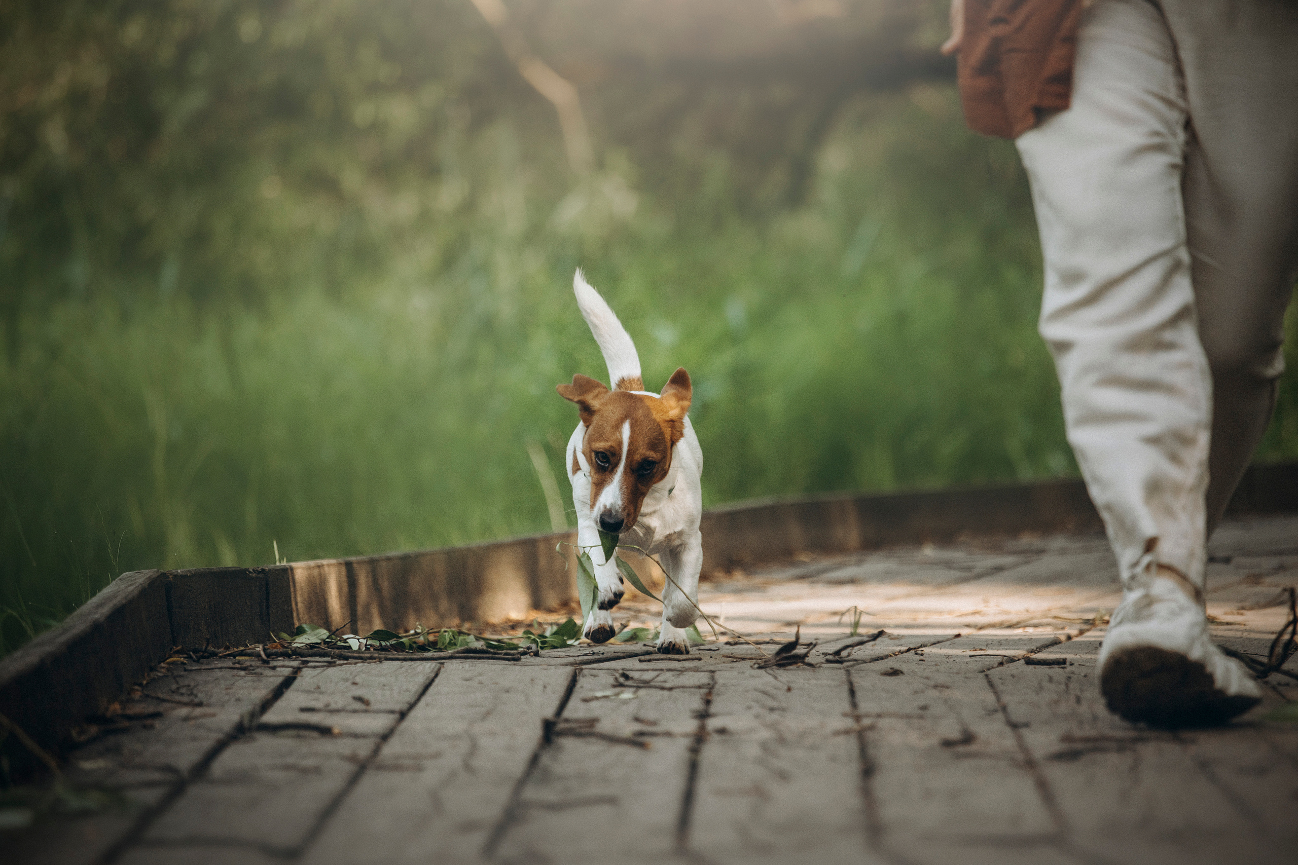Наташа и Мерси. Фотограф — Анималист | Санкт-Петербург