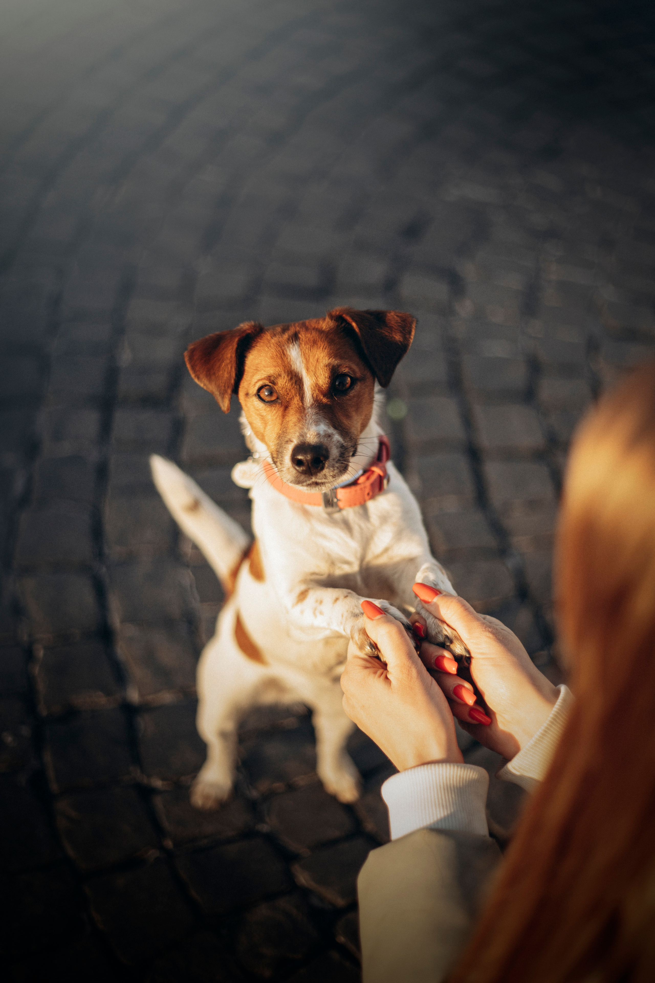 Лиза и Грета. Фотограф — Анималист | Санкт-Петербург