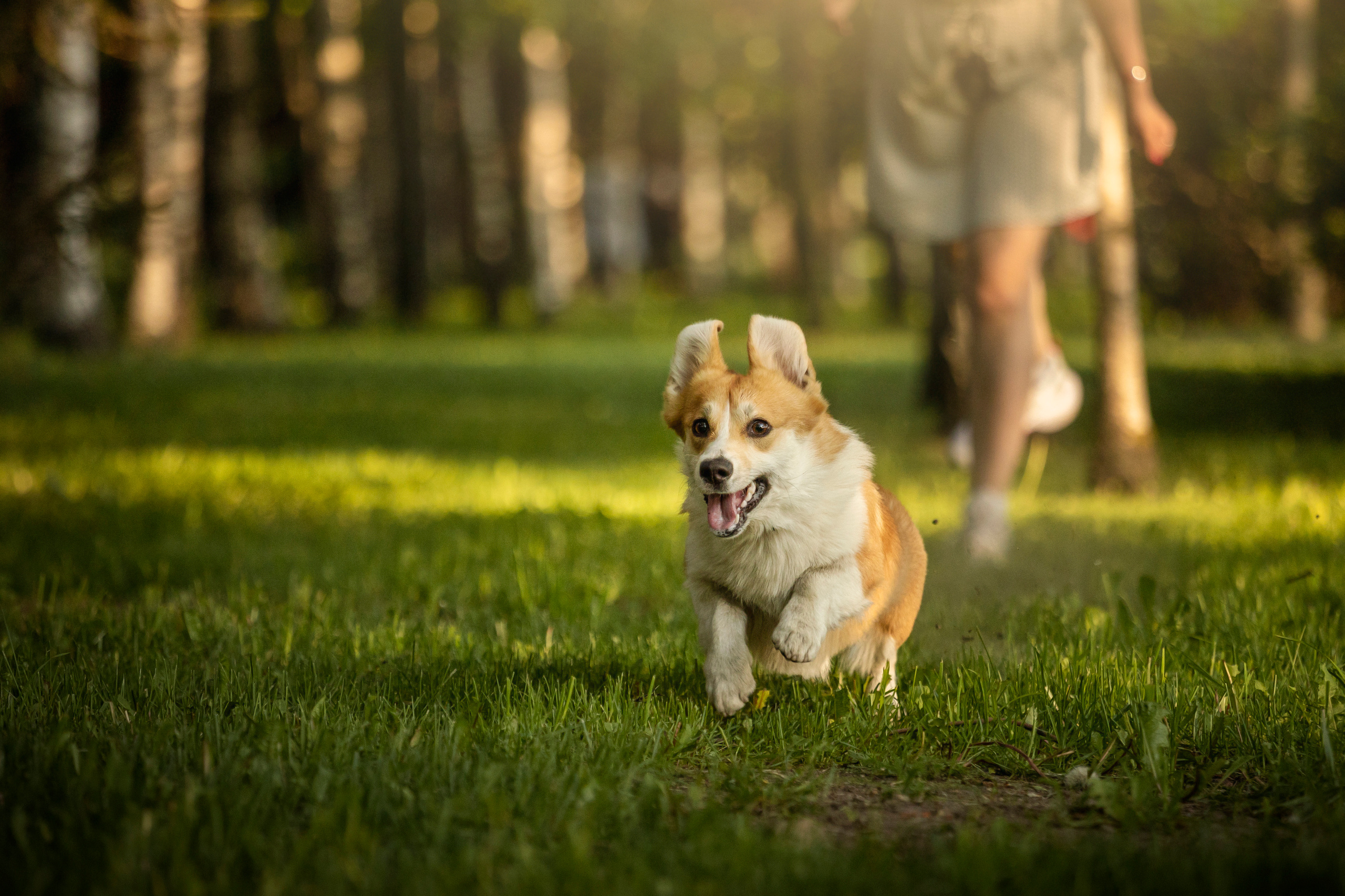 Настя и Стич. Фотограф — Анималист | Санкт-Петербург