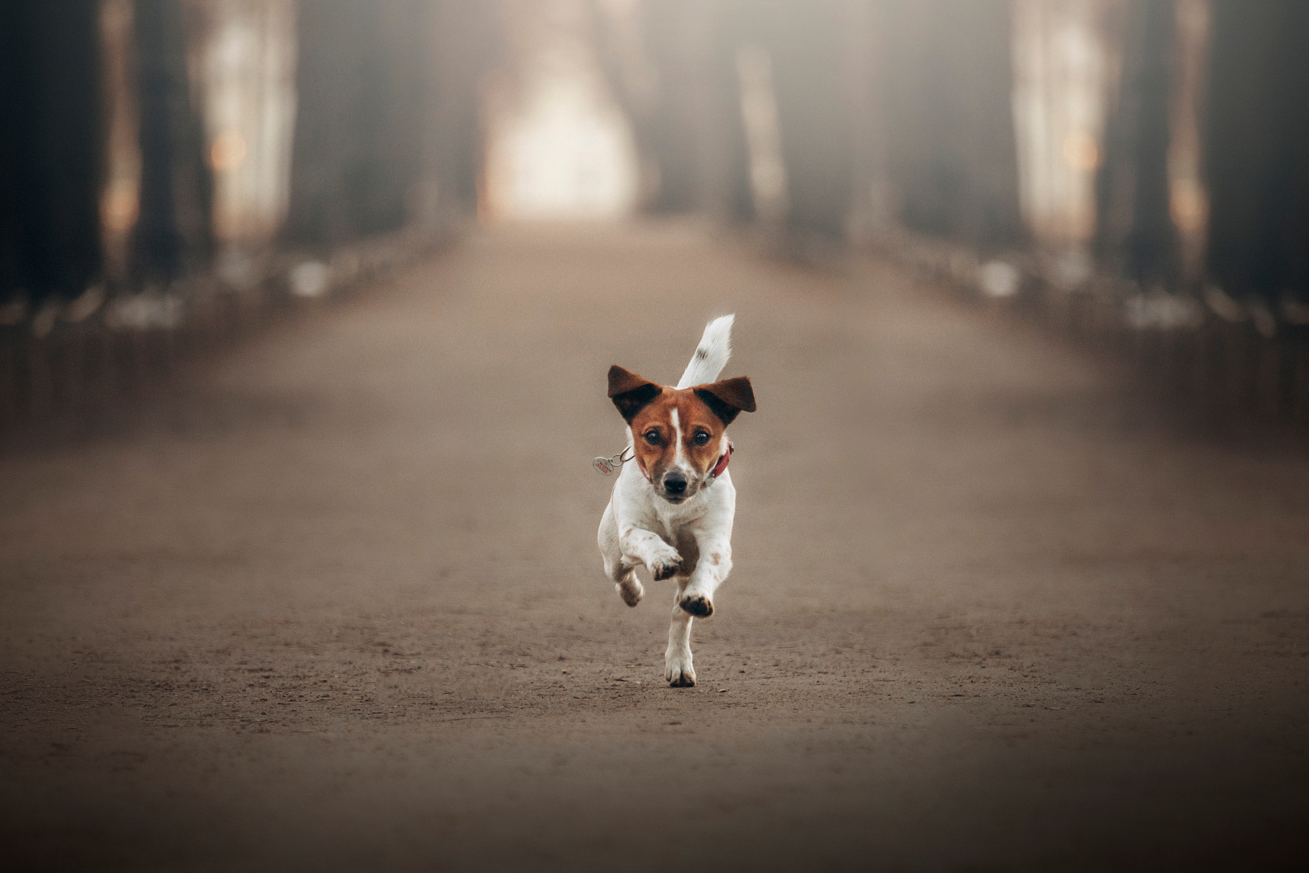 Лиза и Грета. Фотограф — Анималист | Санкт-Петербург