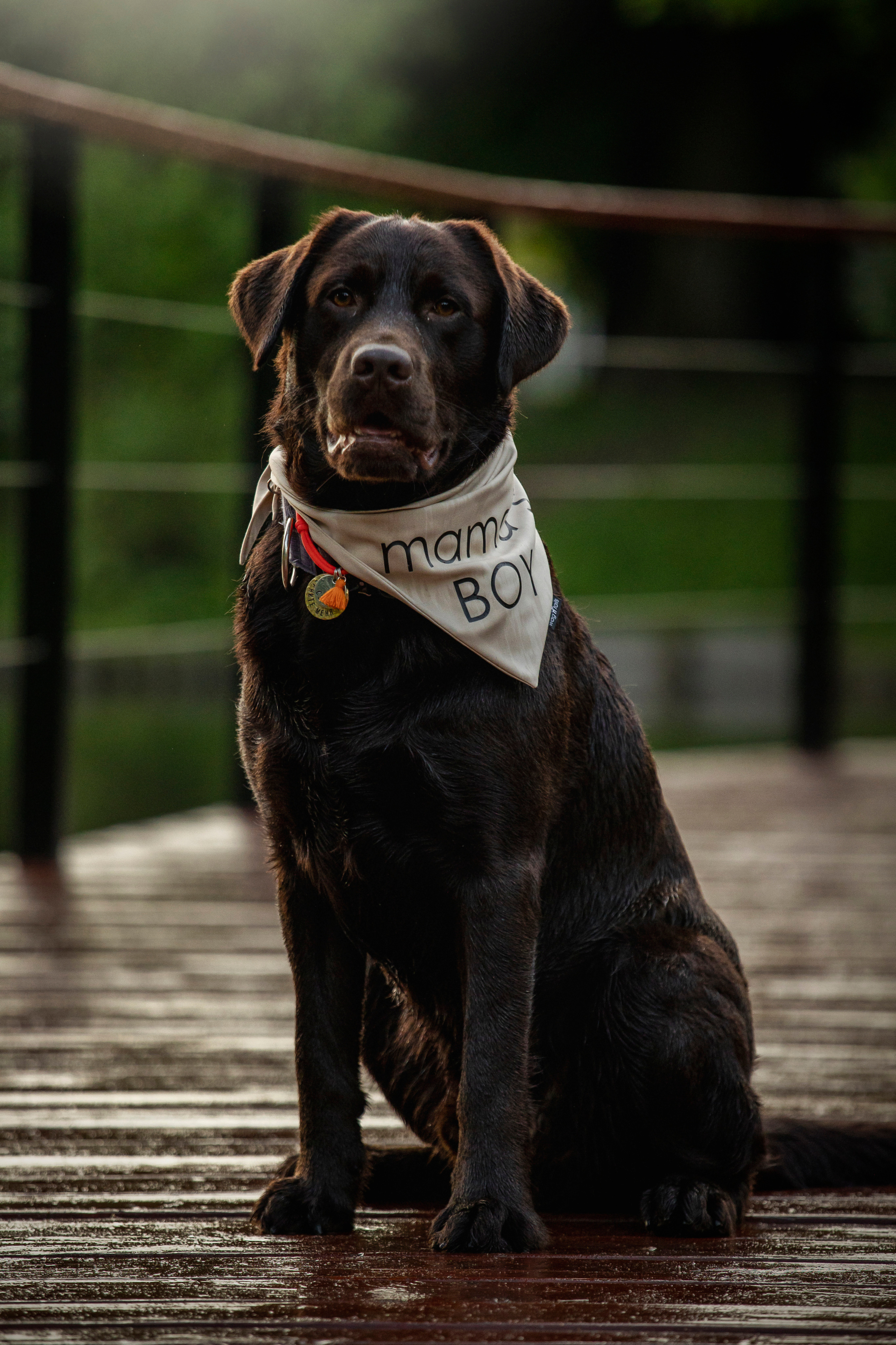 Арина и Сэмми. Фотограф — Анималист | Санкт-Петербург