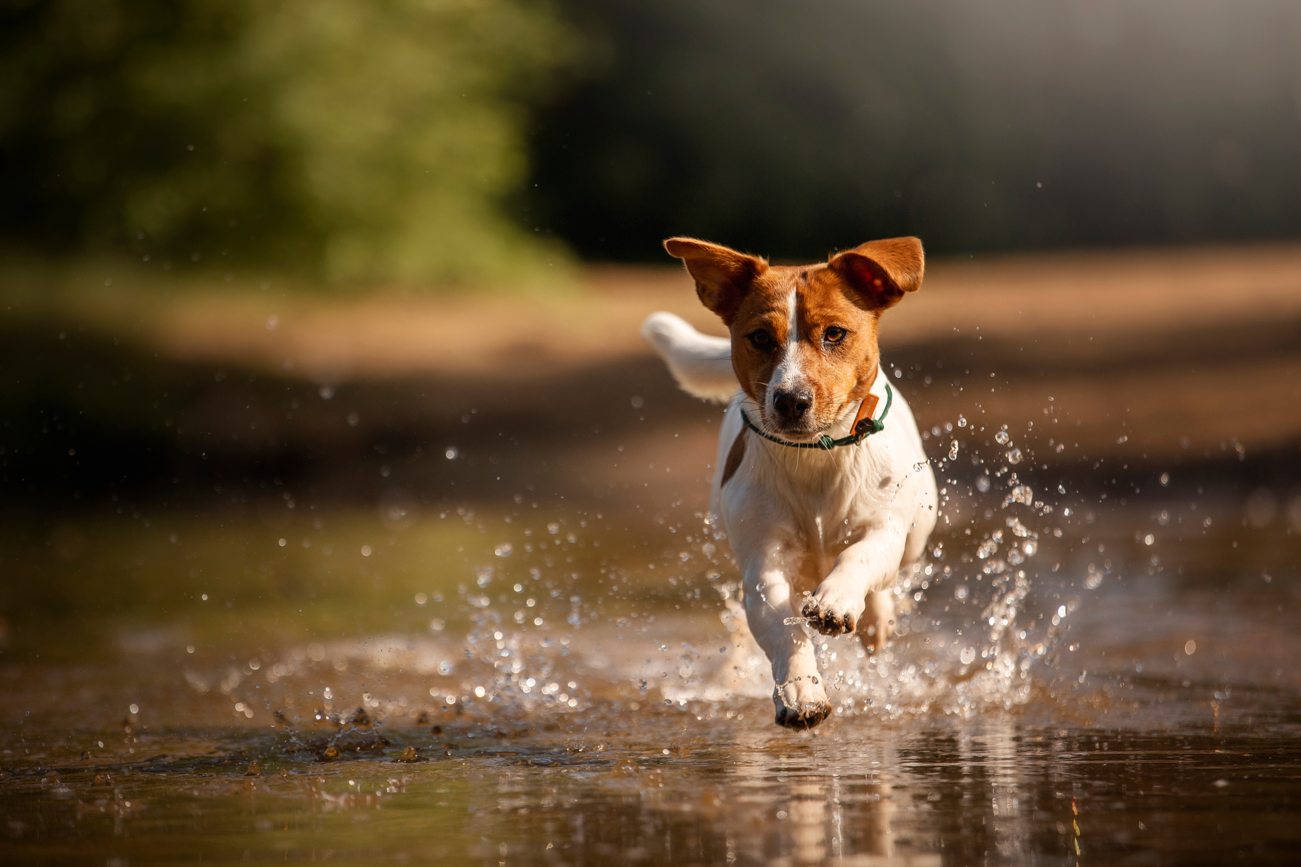 Наташа и Мерси. Фотограф — Анималист | Санкт-Петербург