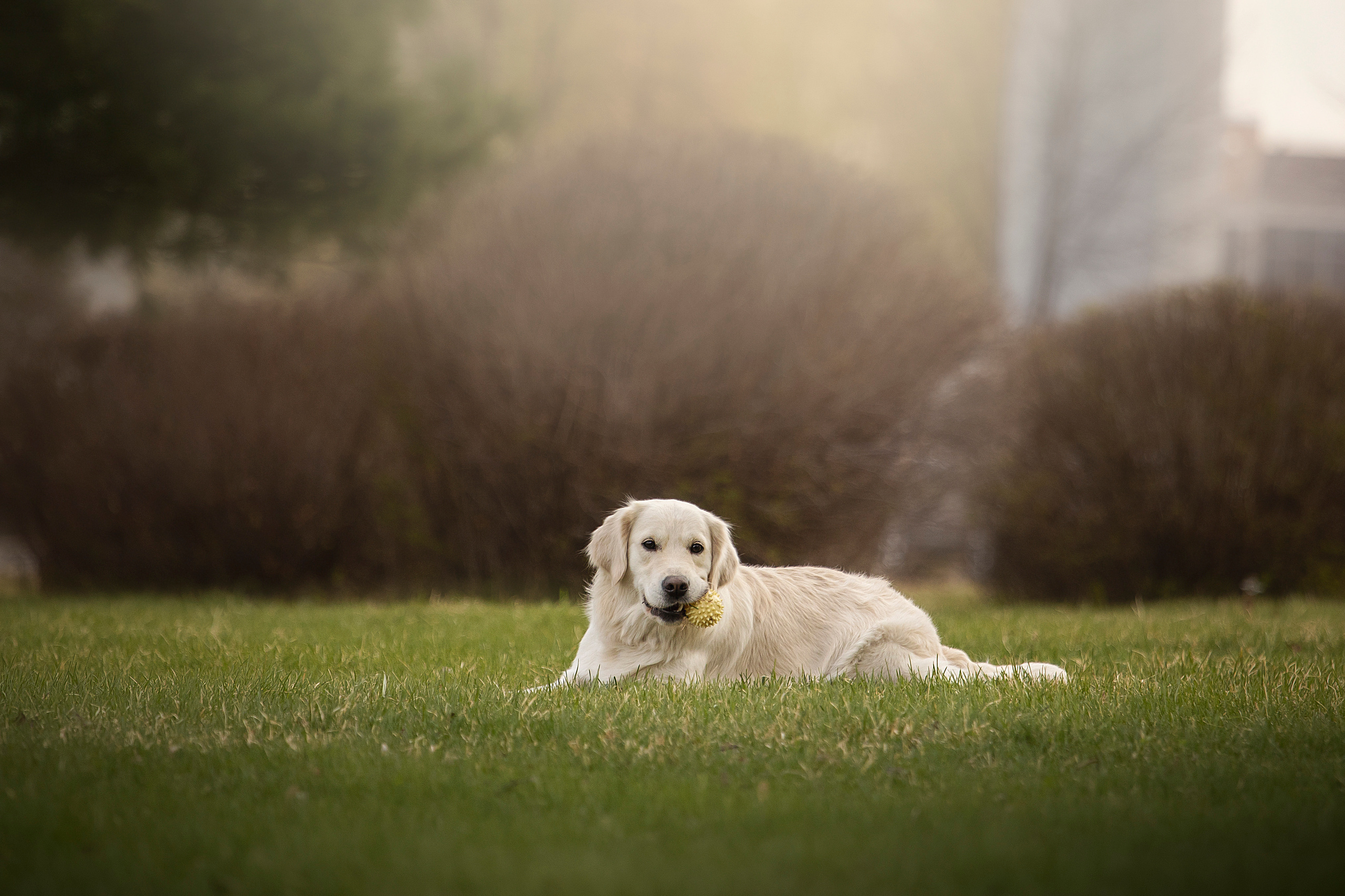 Молли и ее семья. Фотограф — Анималист | Санкт-Петербург