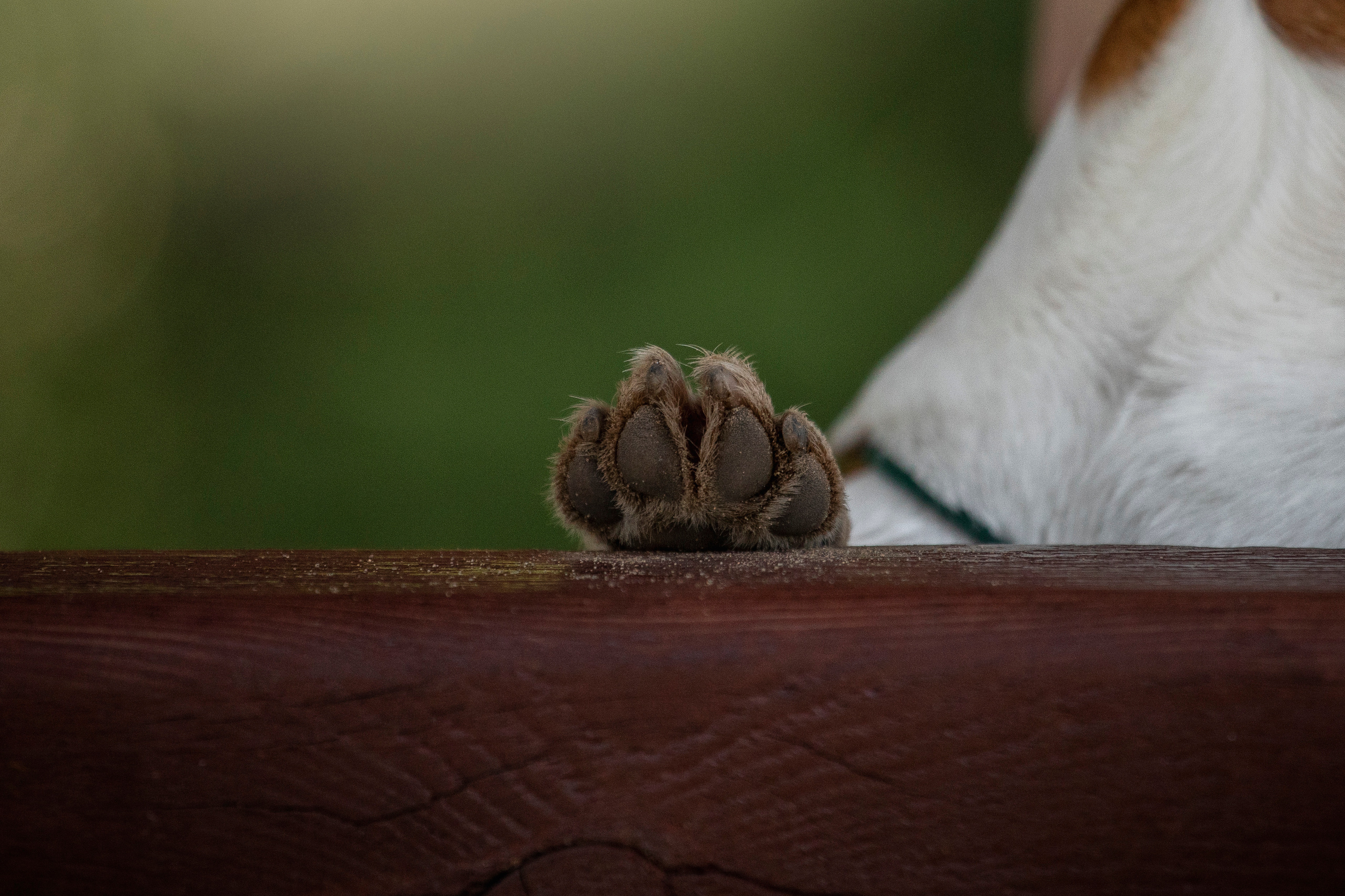 Наташа и Мерси. Фотограф — Анималист | Санкт-Петербург