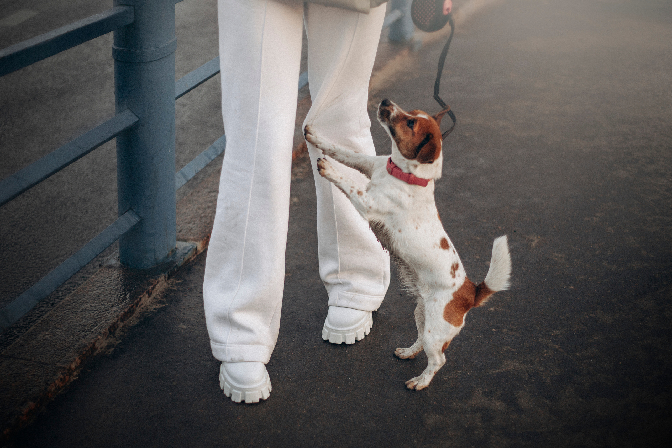 Лиза и Грета. Фотограф — Анималист | Санкт-Петербург