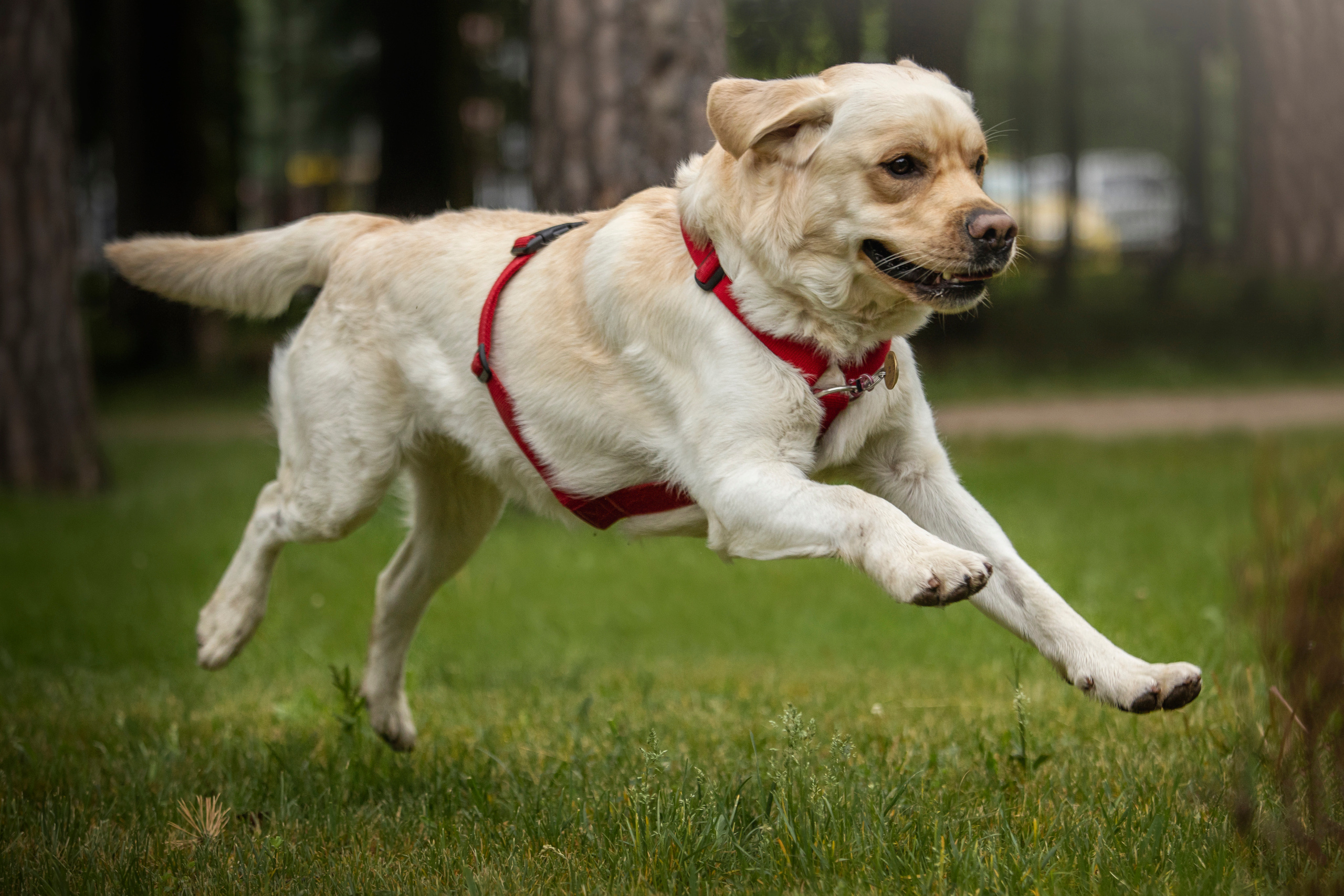 Наталья и Лорд. Фотограф — Анималист | Санкт-Петербург