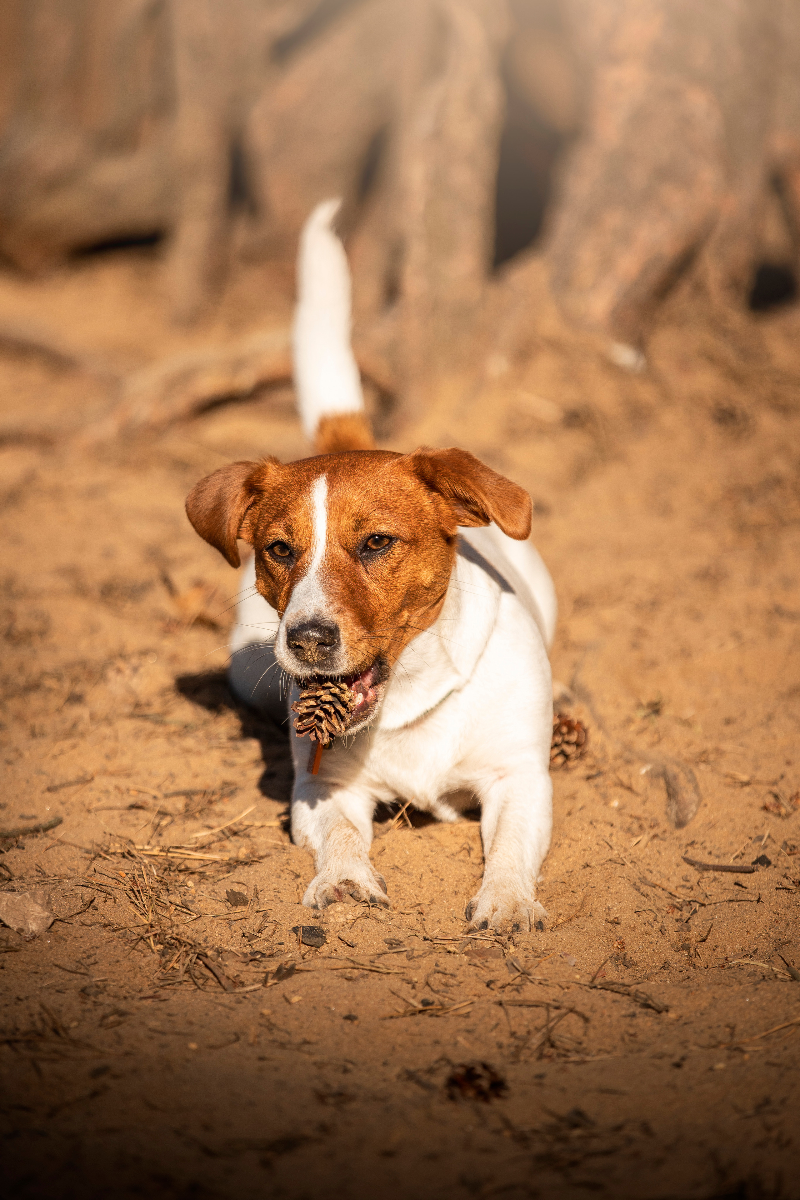 Наташа и Мерси. Фотограф — Анималист | Санкт-Петербург