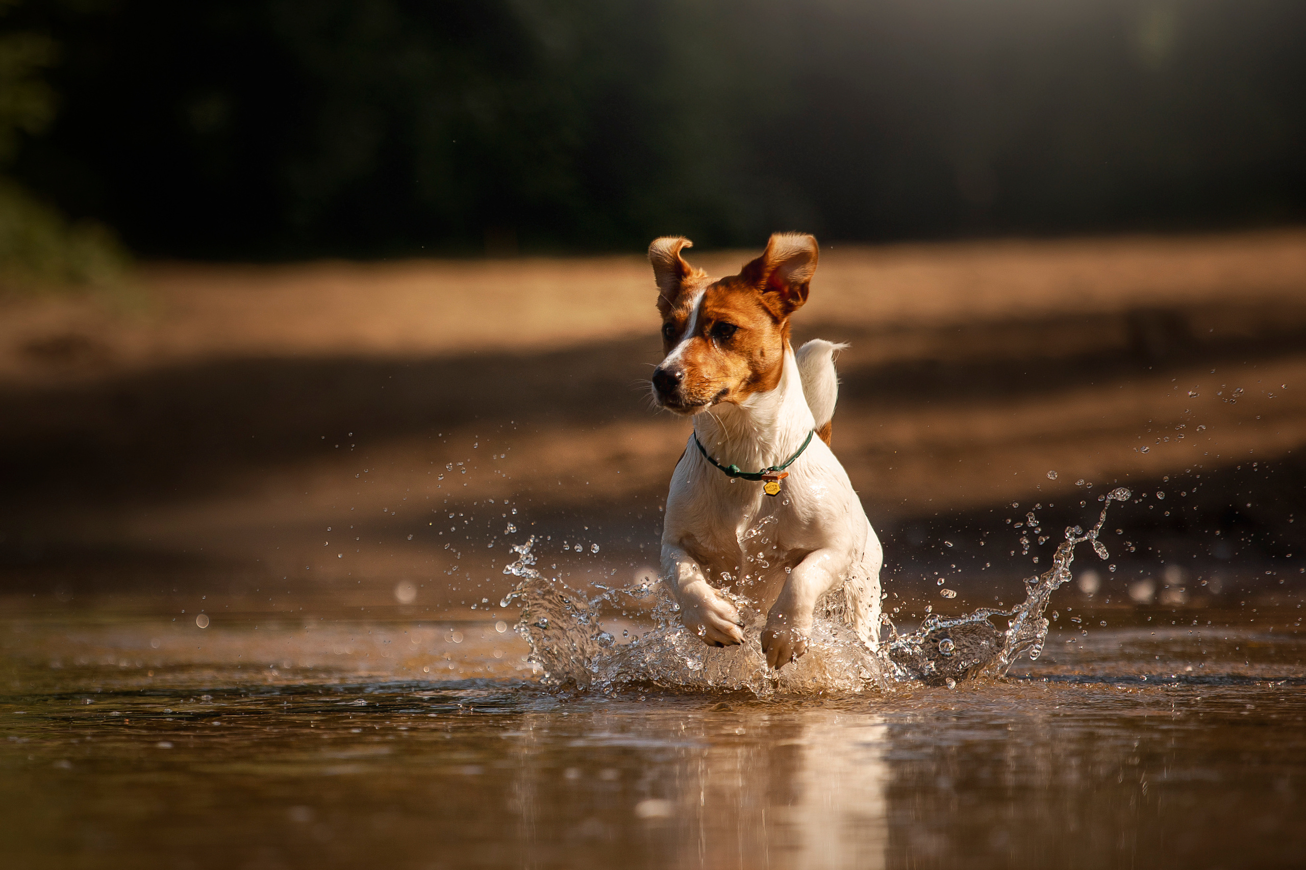 Наташа и Мерси. Фотограф — Анималист | Санкт-Петербург
