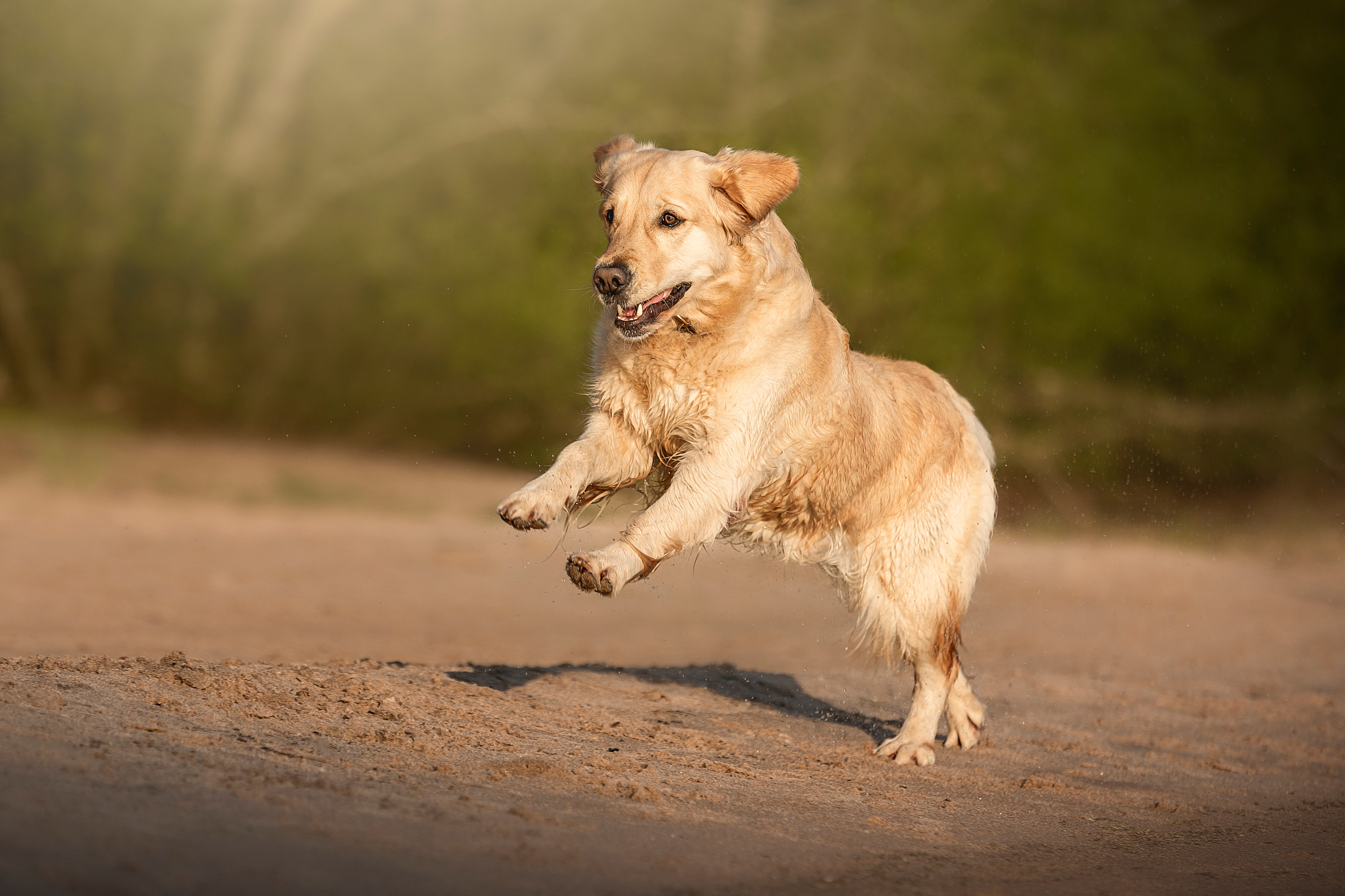 Марина и Чили. Фотограф — Анималист | Санкт-Петербург
