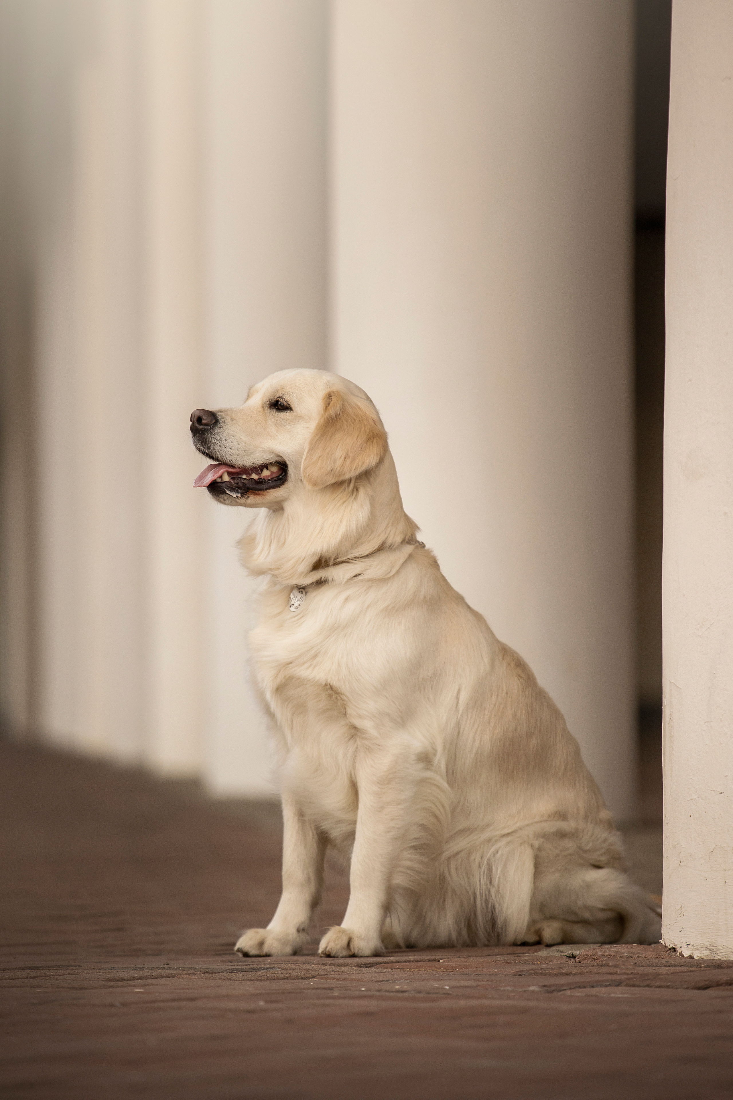 Молли и ее семья. Фотограф — Анималист | Санкт-Петербург