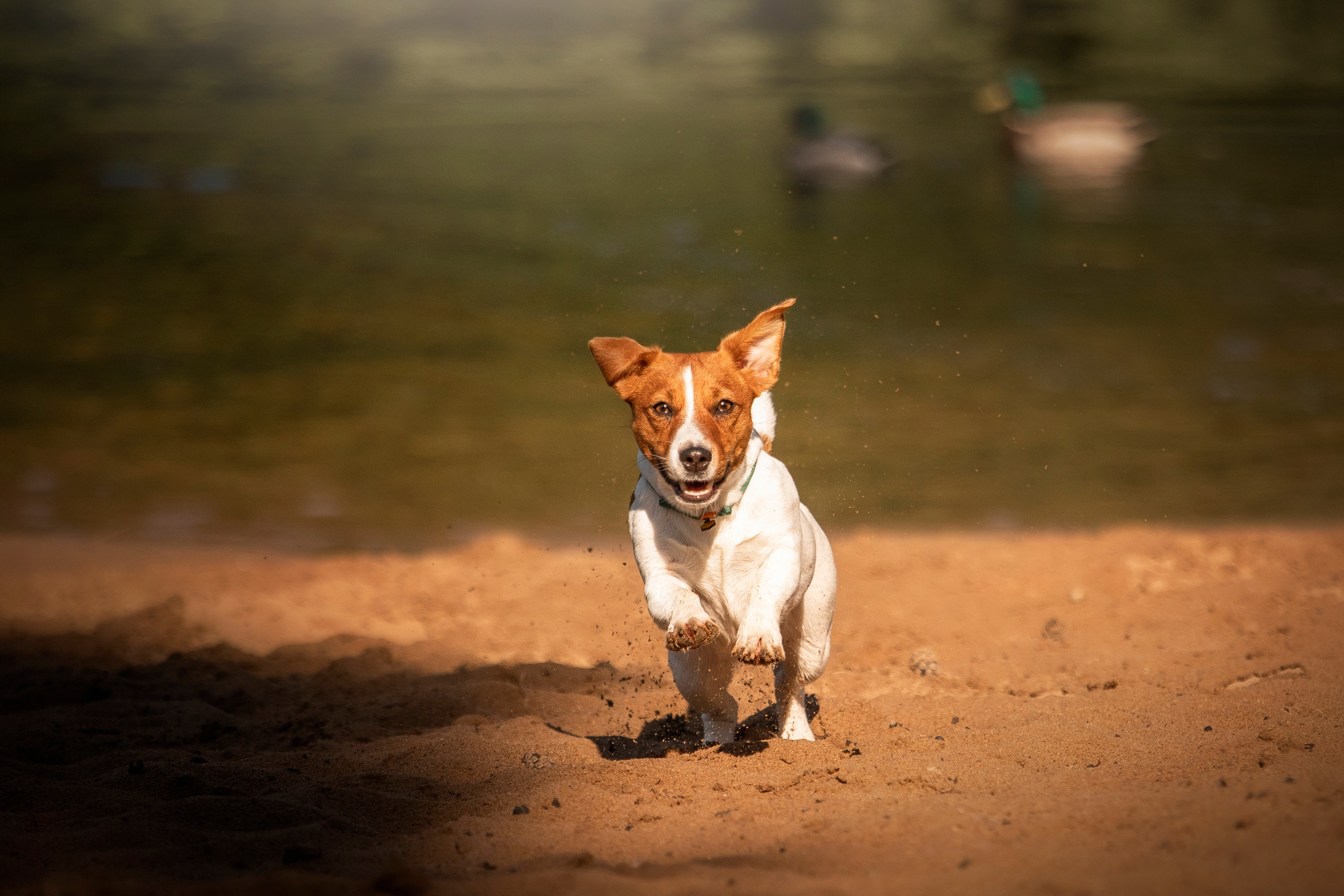 Наташа и Мерси. Фотограф — Анималист | Санкт-Петербург