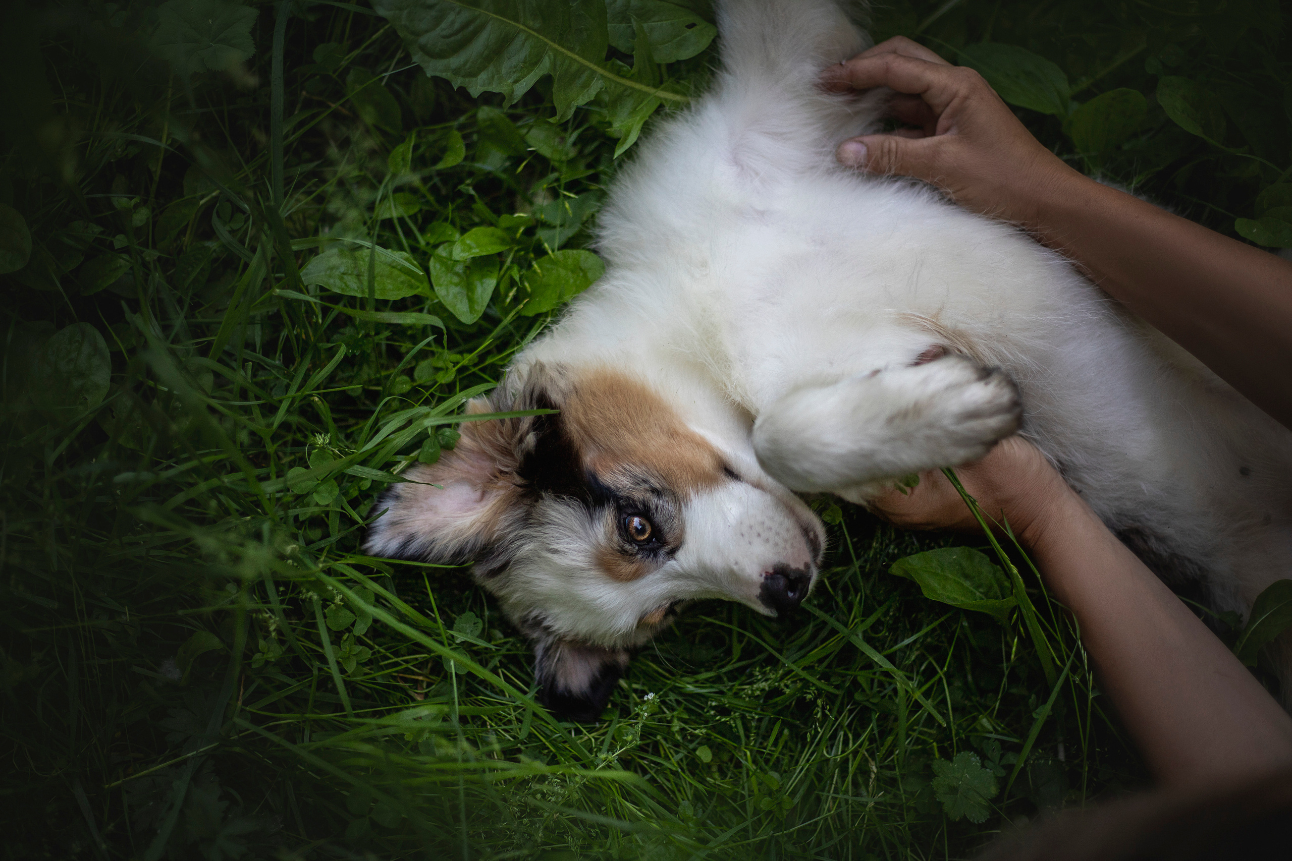 Ирина и Кайса. Фотограф — Анималист | Санкт-Петербург