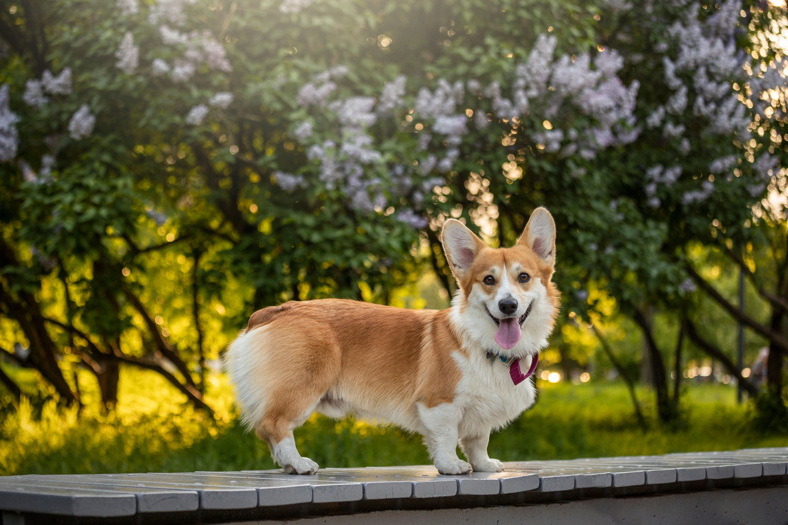 Настя и Стич. Фотограф — Анималист | Санкт-Петербург