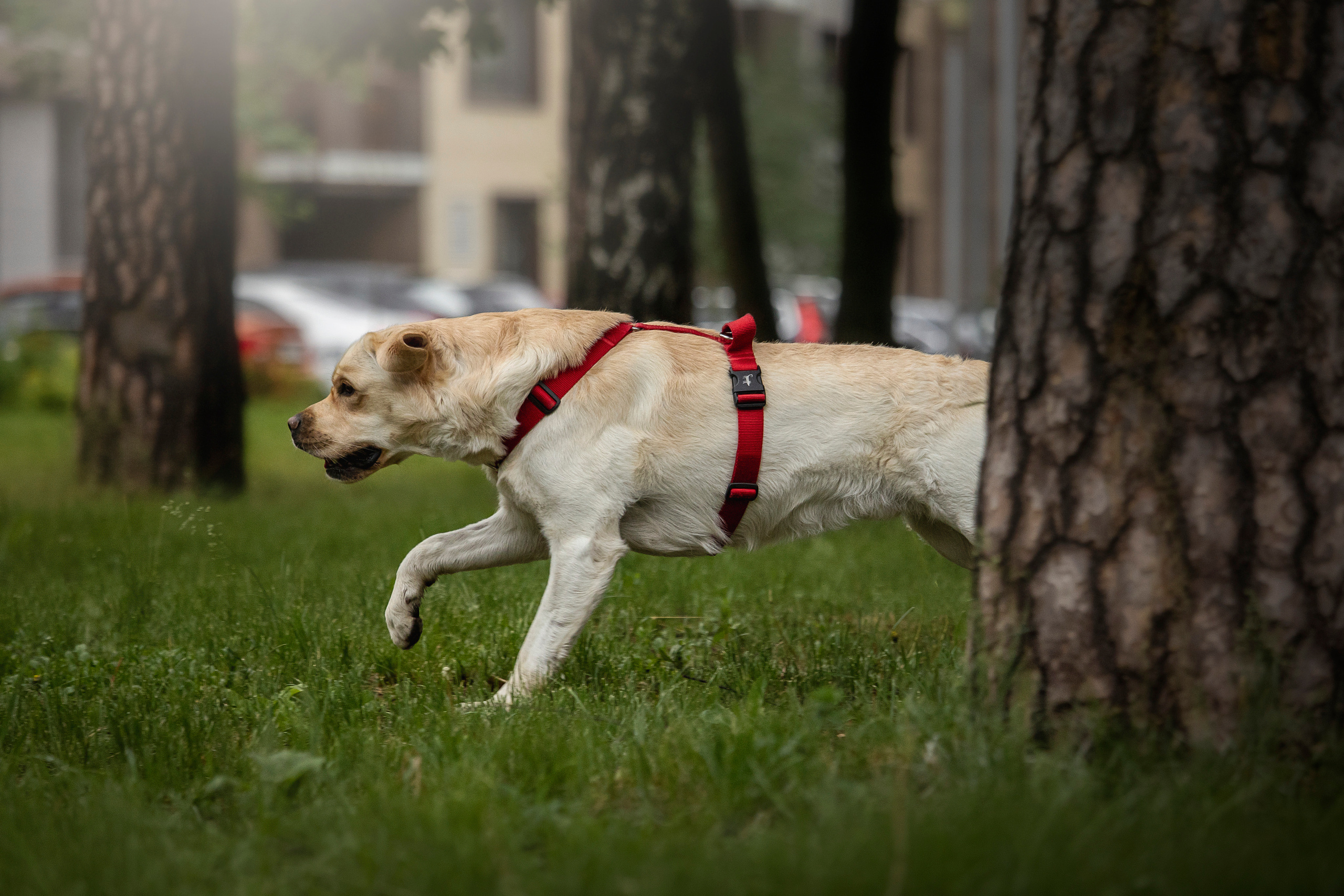 Наталья и Лорд. Фотограф — Анималист | Санкт-Петербург