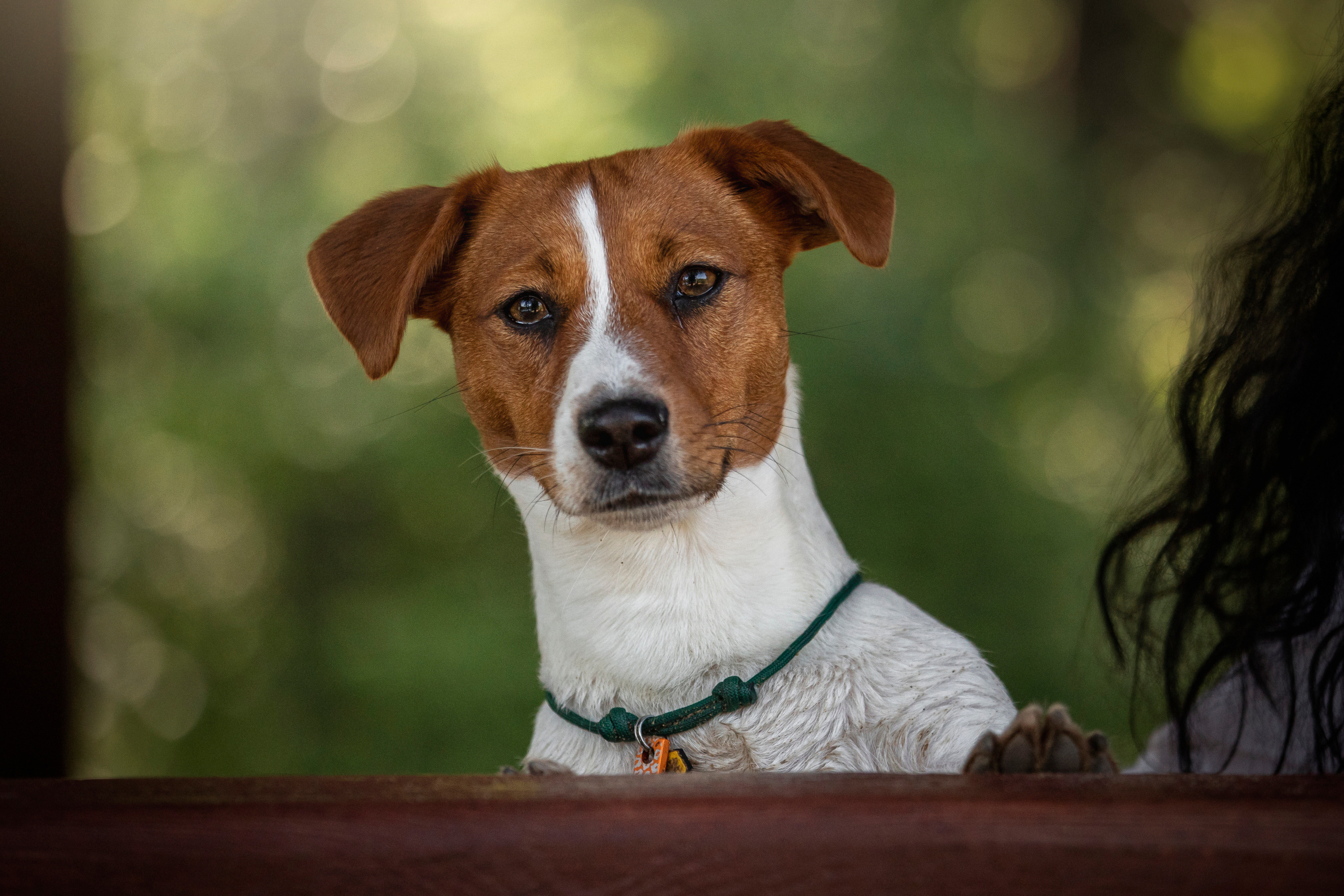 Наташа и Мерси. Фотограф — Анималист | Санкт-Петербург