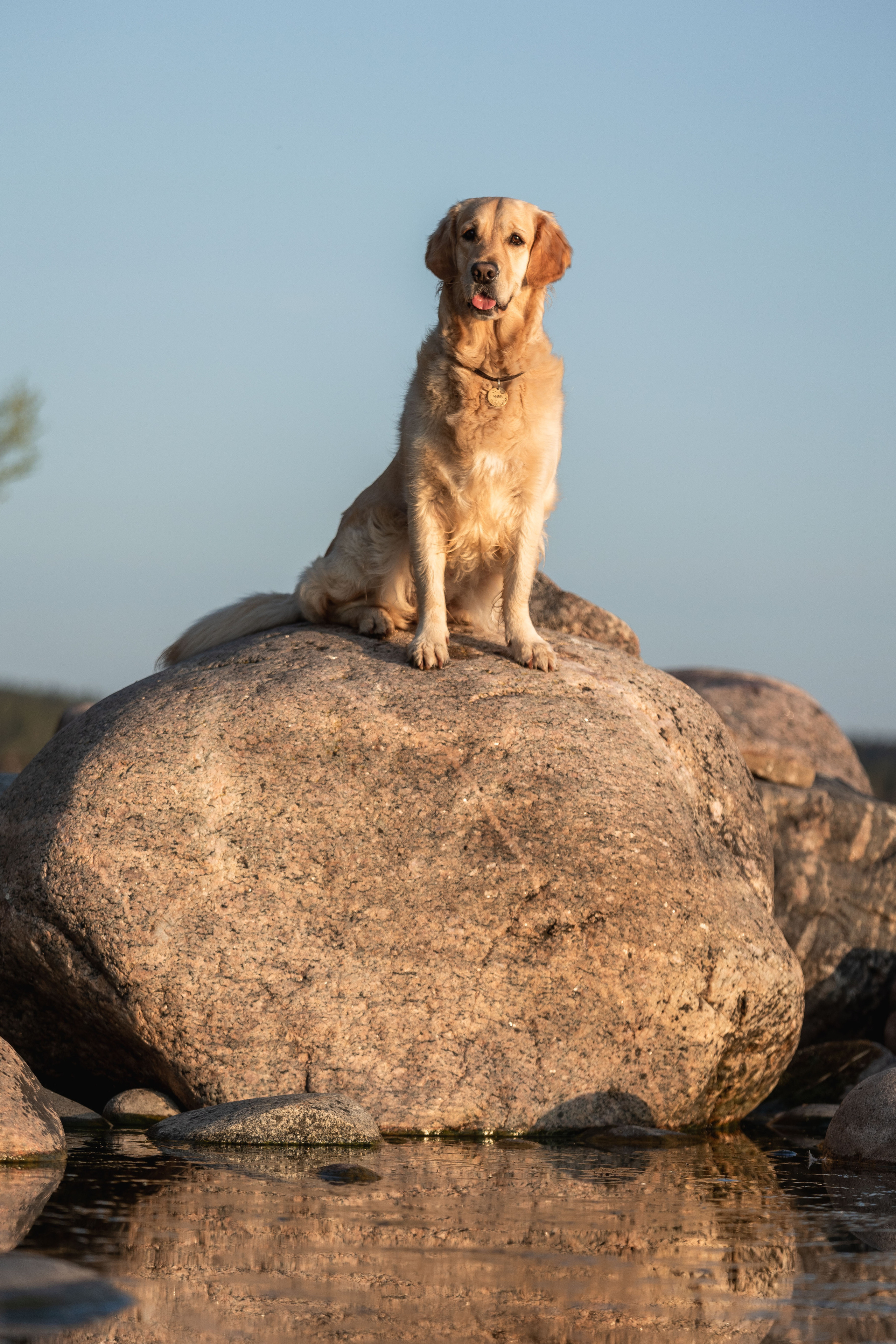 Марина и Чили. Фотограф — Анималист | Санкт-Петербург