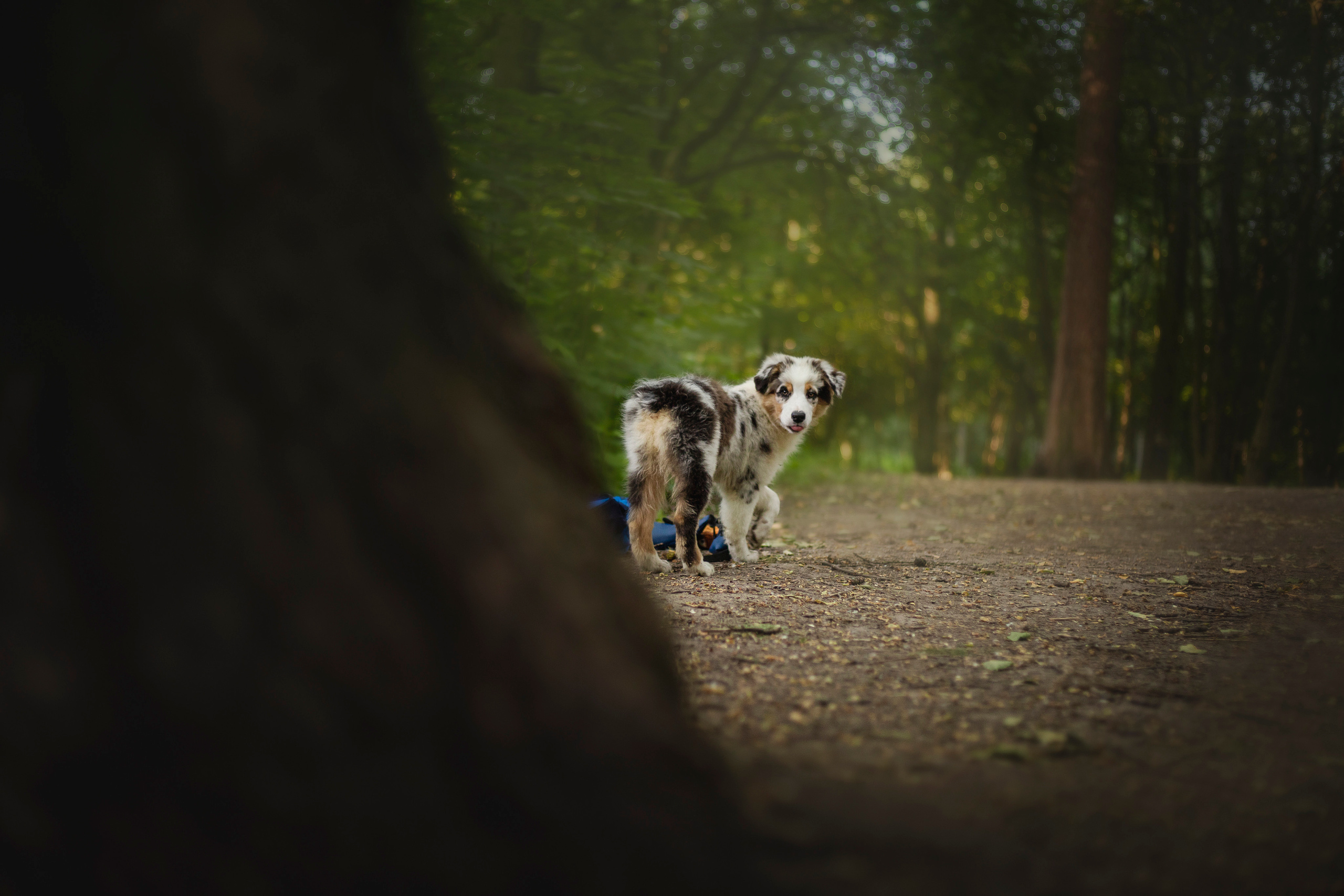 Ирина и Кайса. Фотограф — Анималист | Санкт-Петербург