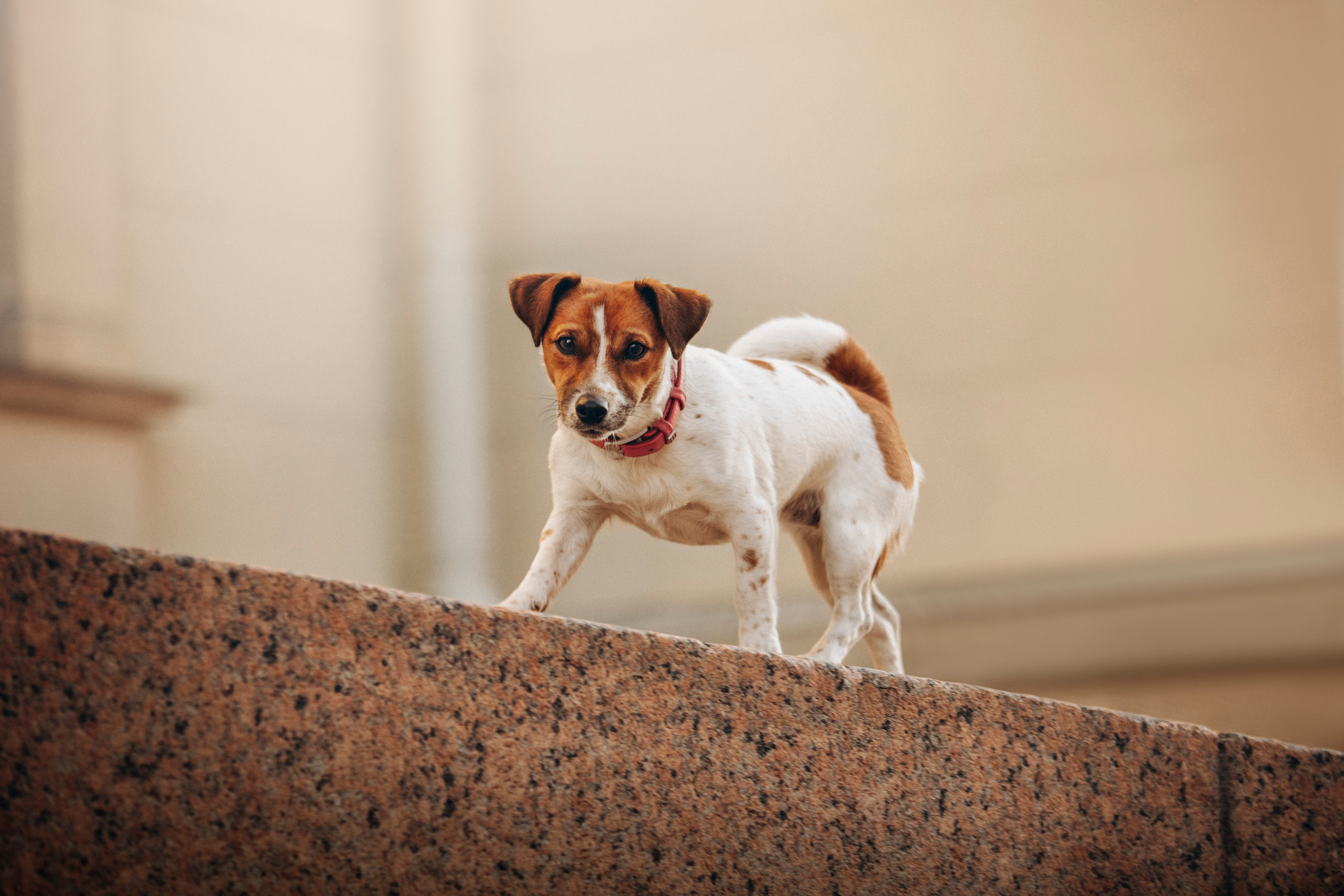 Лиза и Грета. Фотограф — Анималист | Санкт-Петербург