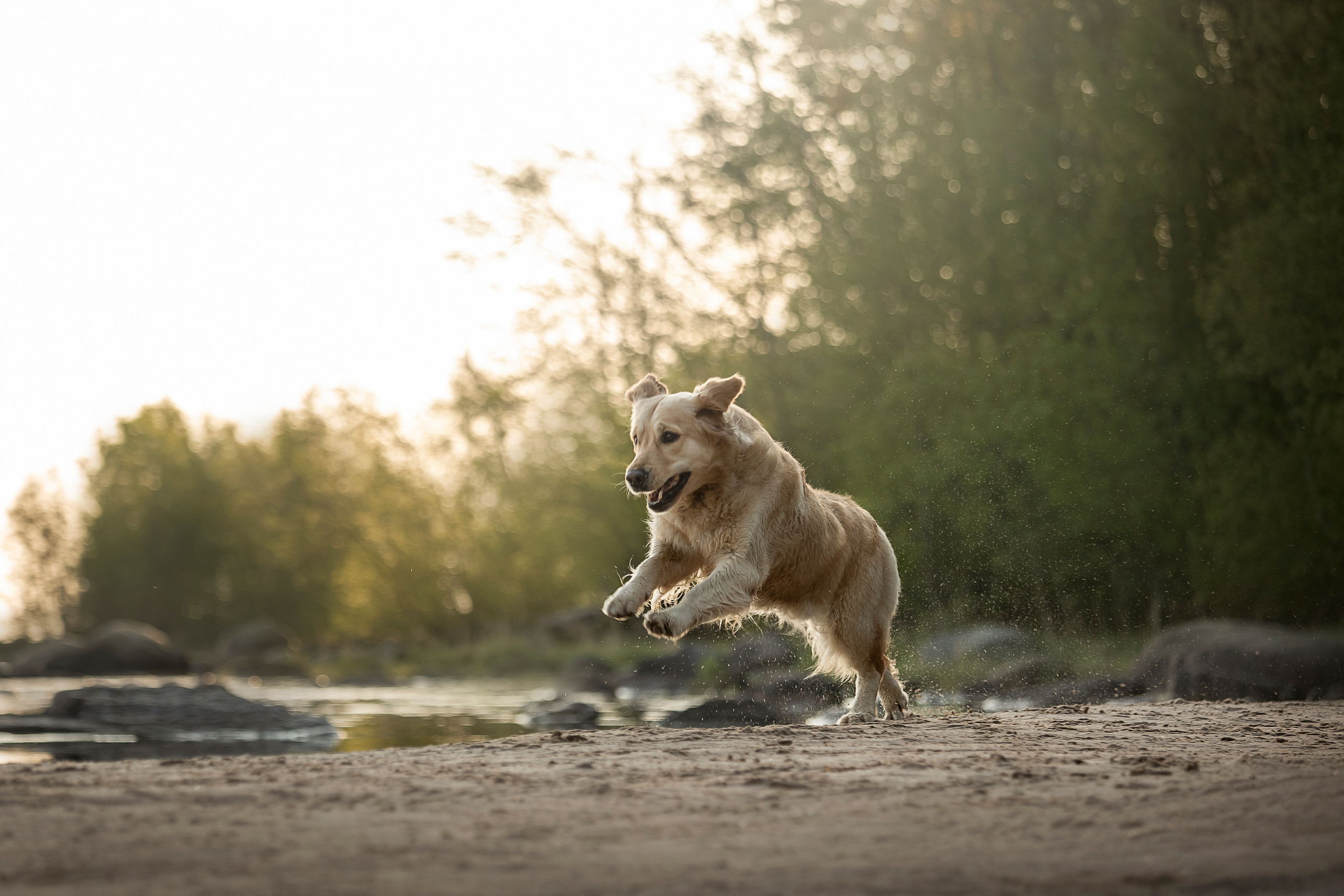 Марина и Чили. Фотограф — Анималист | Санкт-Петербург
