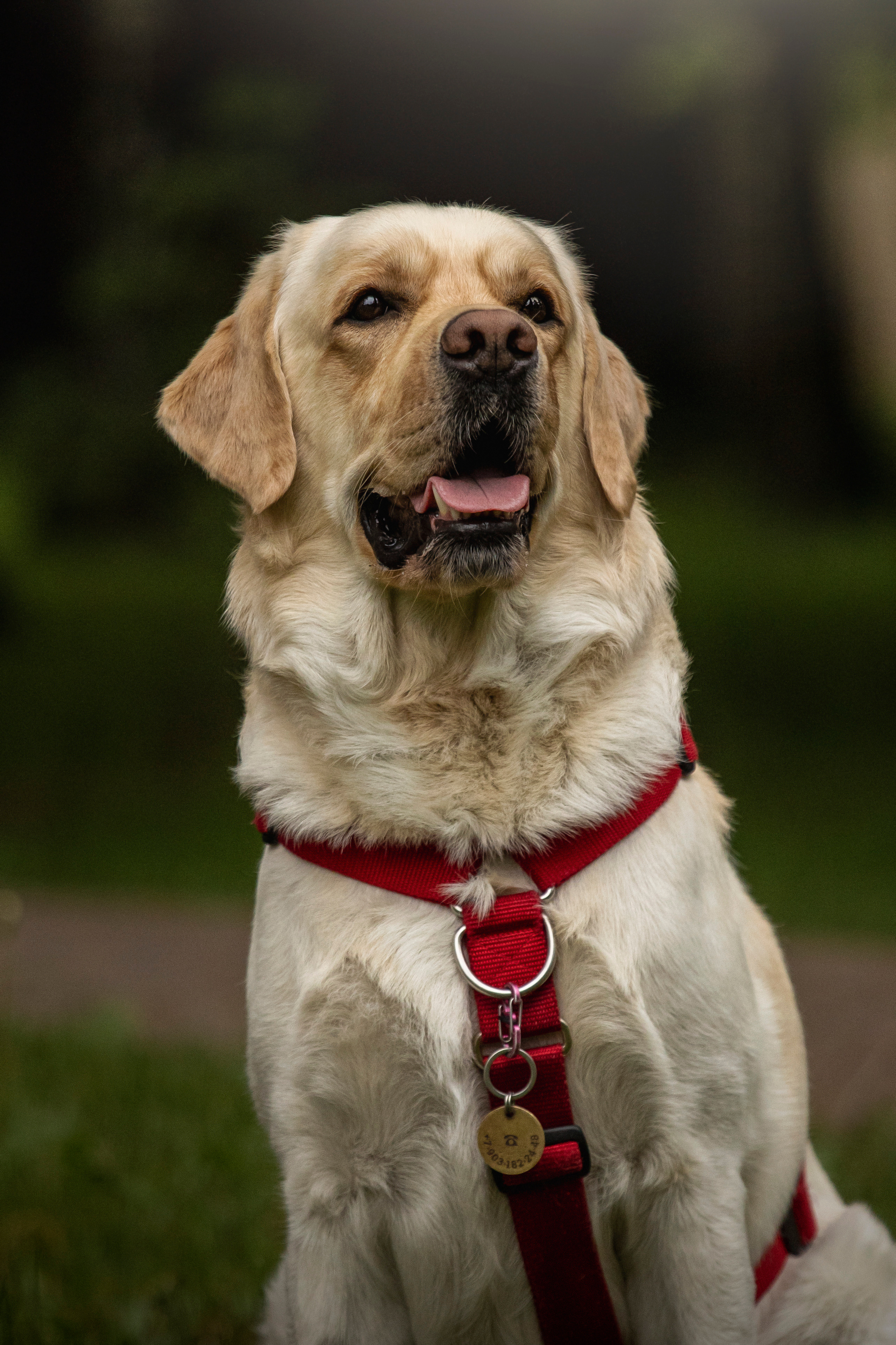 Наталья и Лорд. Фотограф — Анималист | Санкт-Петербург