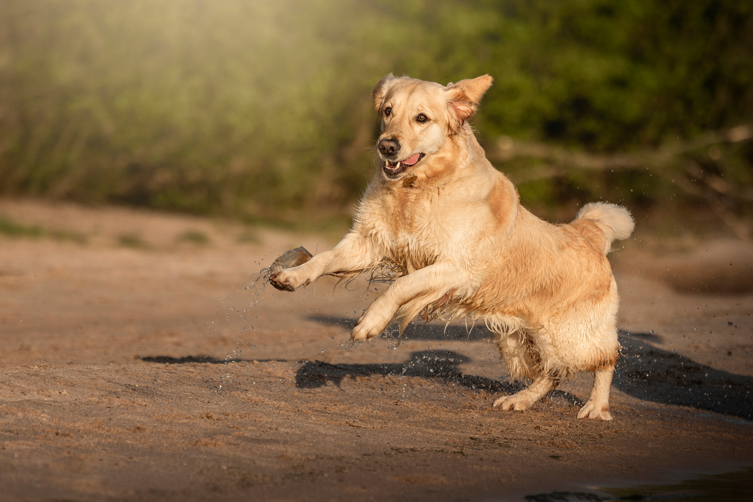 Марина и Чили. Фотограф — Анималист | Санкт-Петербург