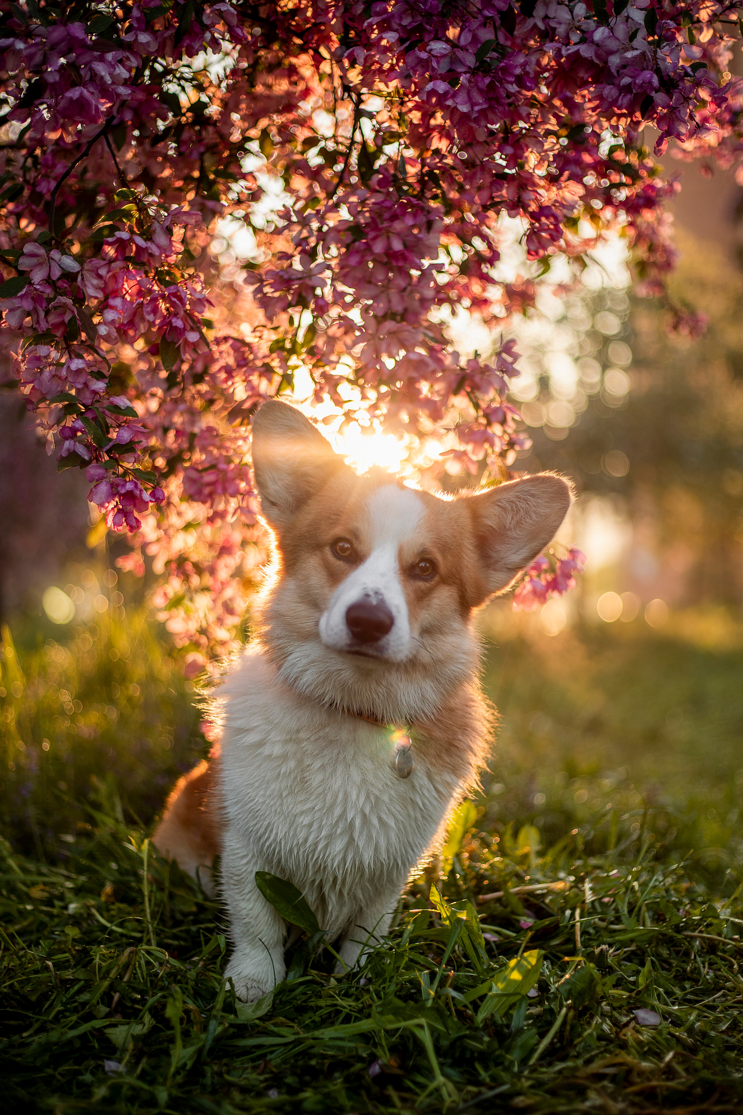 Юля и Лео. Фотограф — Анималист | Санкт-Петербург