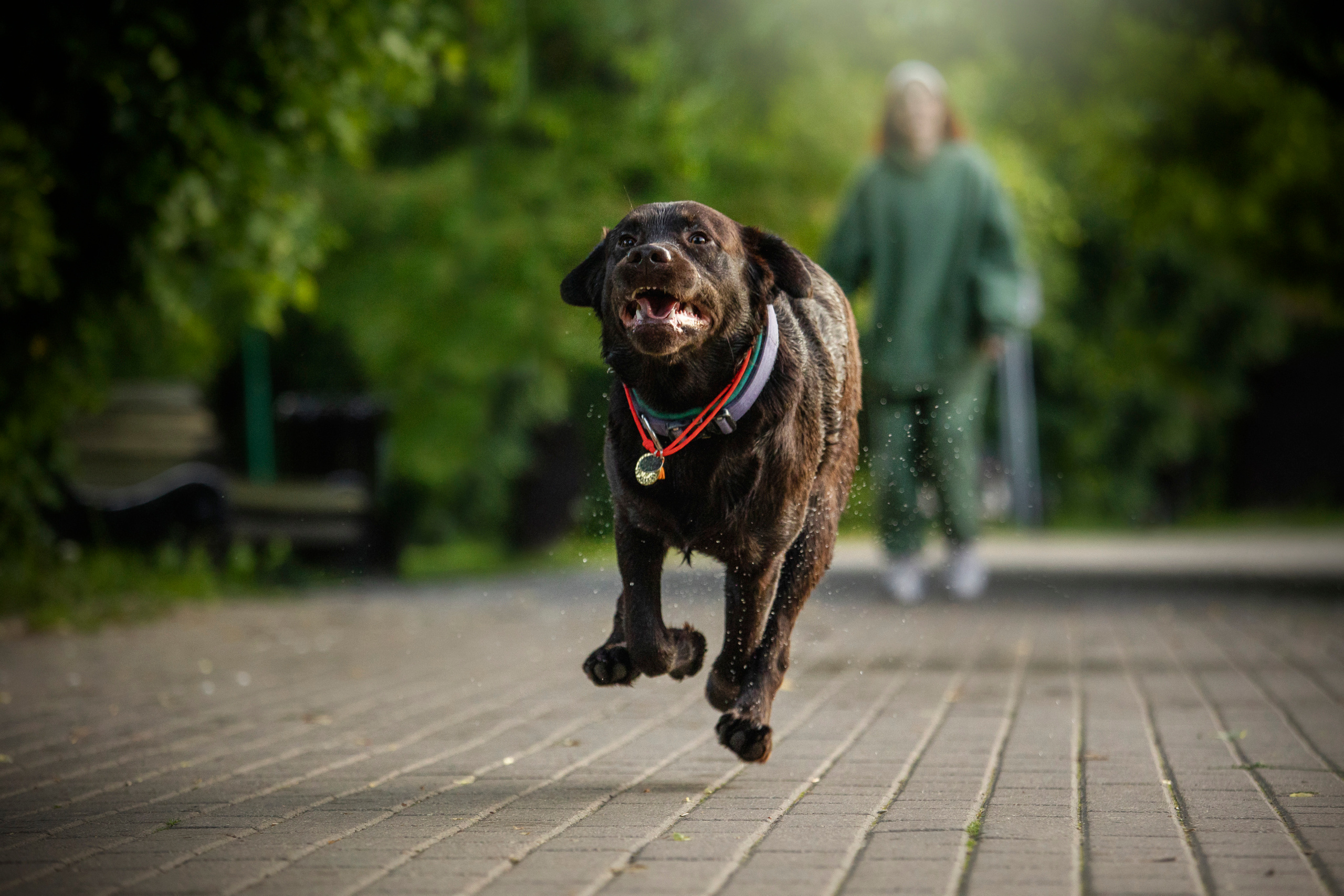 Арина и Сэмми. Фотограф — Анималист | Санкт-Петербург