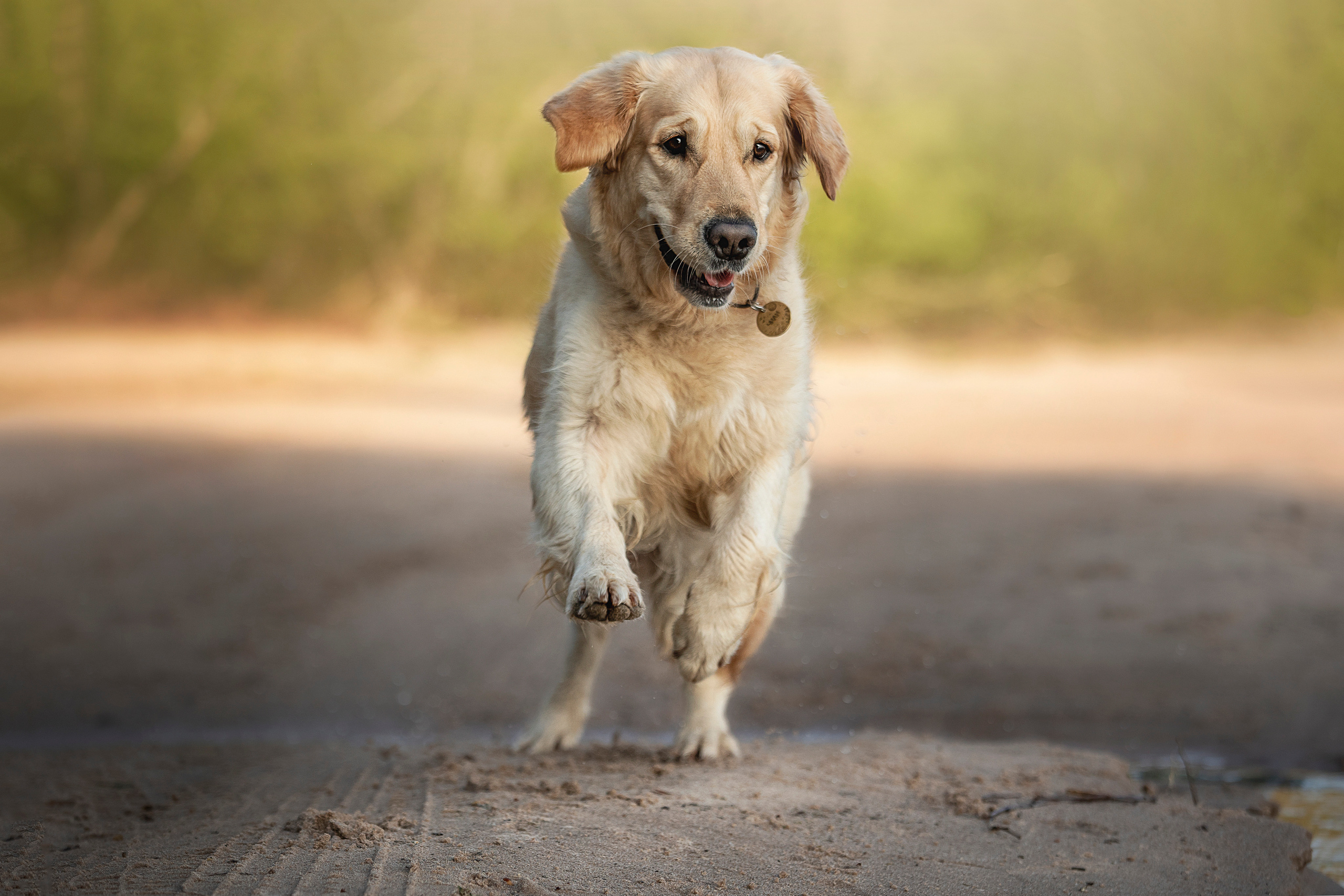 Марина и Чили. Фотограф — Анималист | Санкт-Петербург