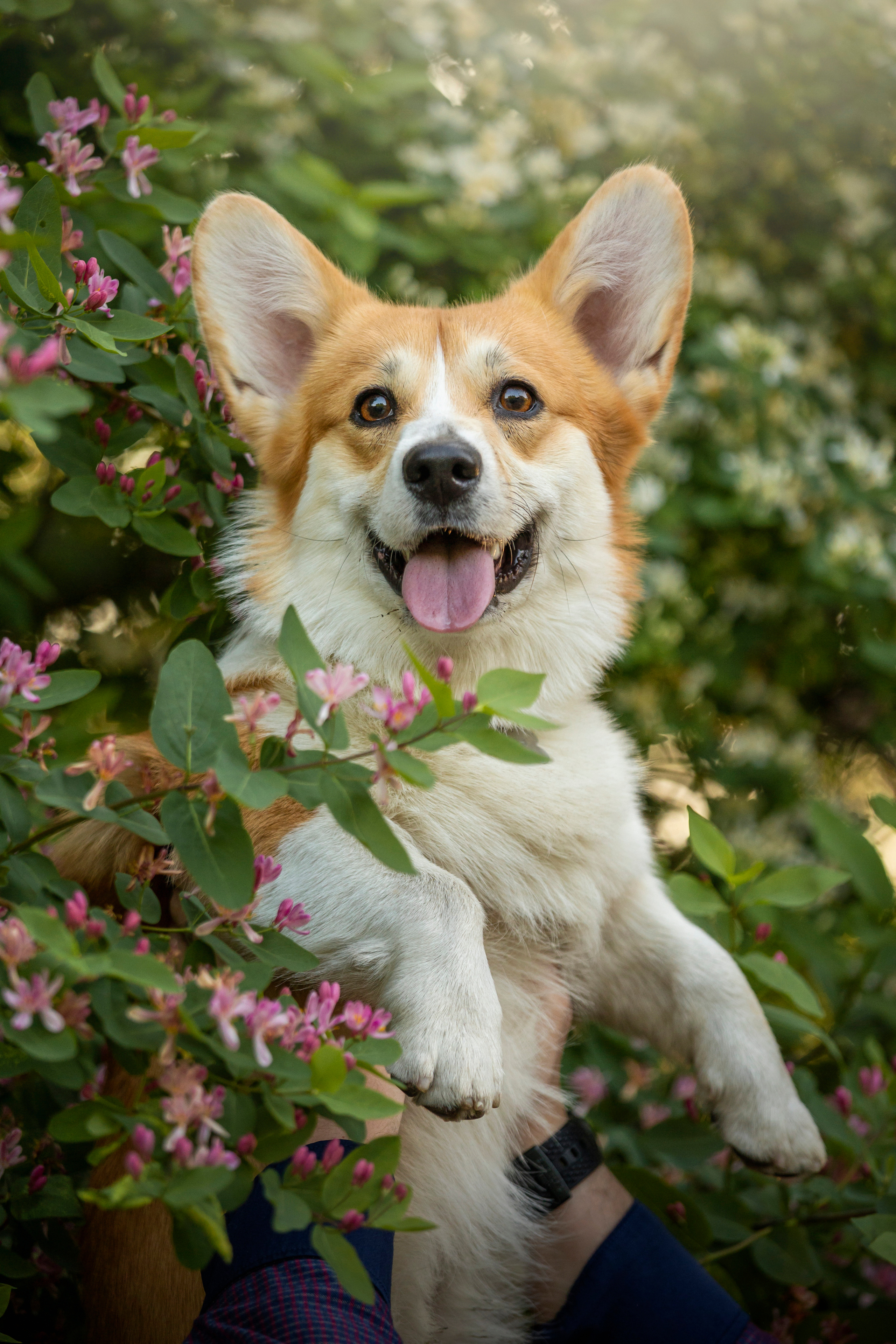 Настя и Стич. Фотограф — Анималист | Санкт-Петербург