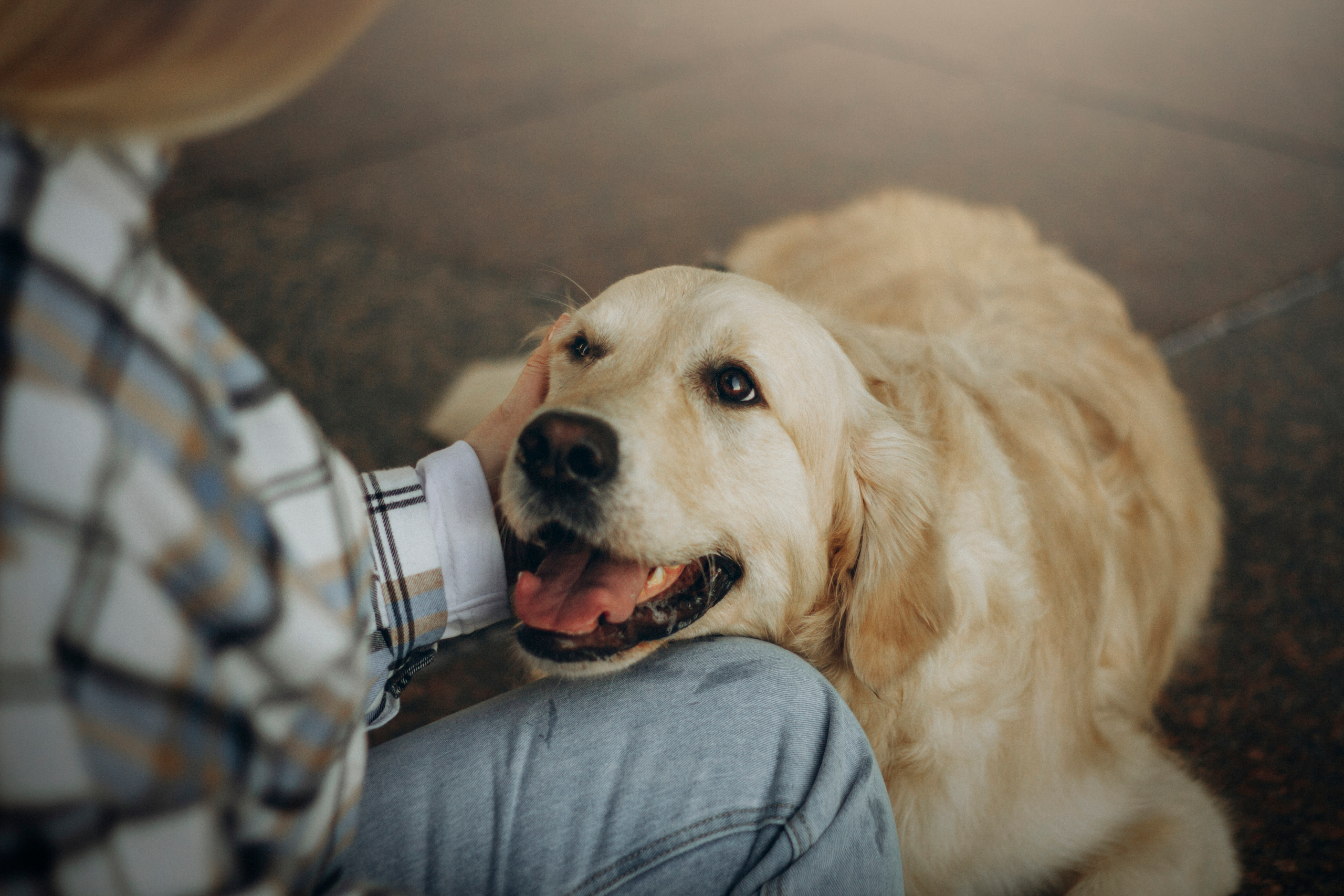 Настя и Марси. Фотограф — Анималист | Санкт-Петербург