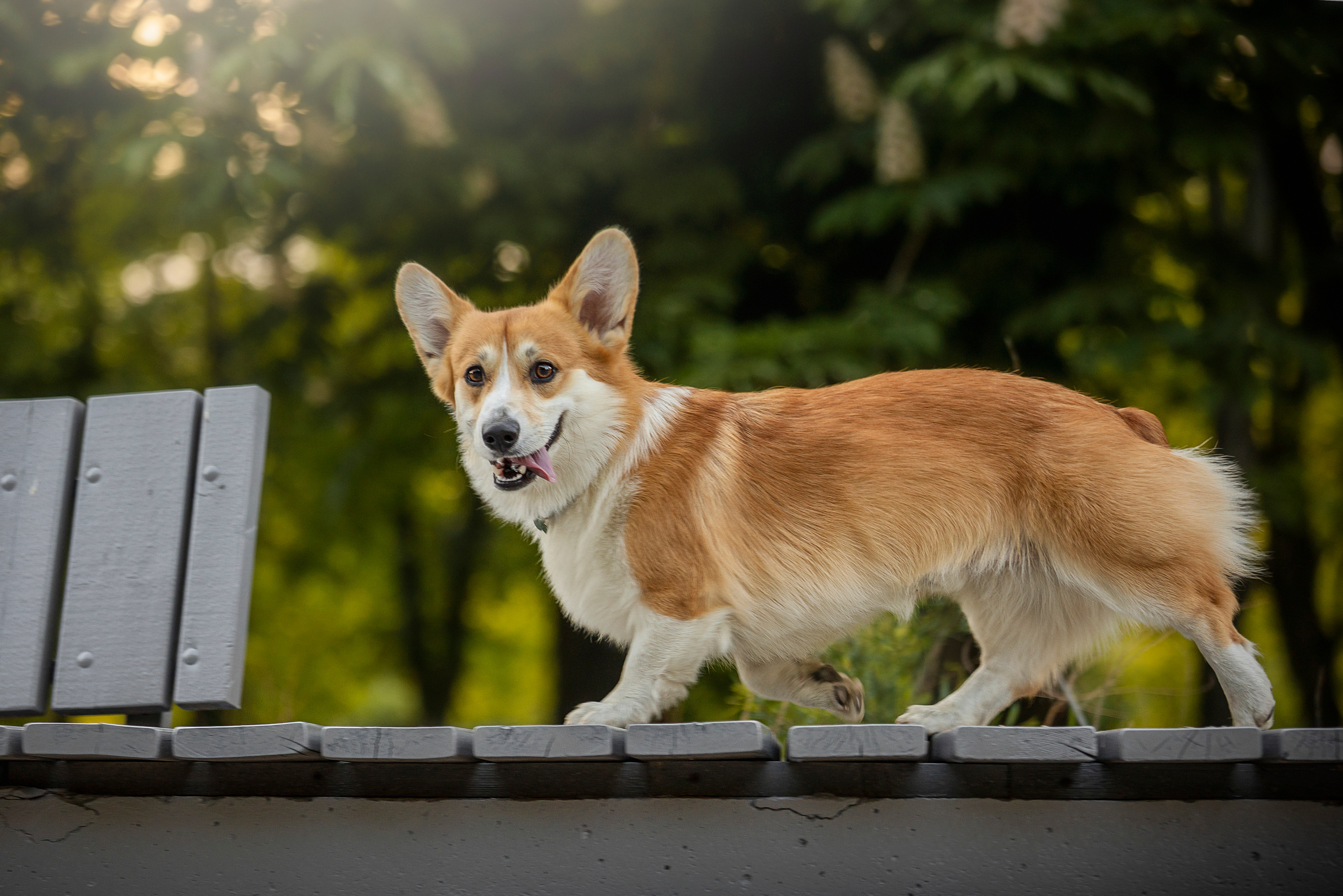 Настя и Стич. Фотограф — Анималист | Санкт-Петербург