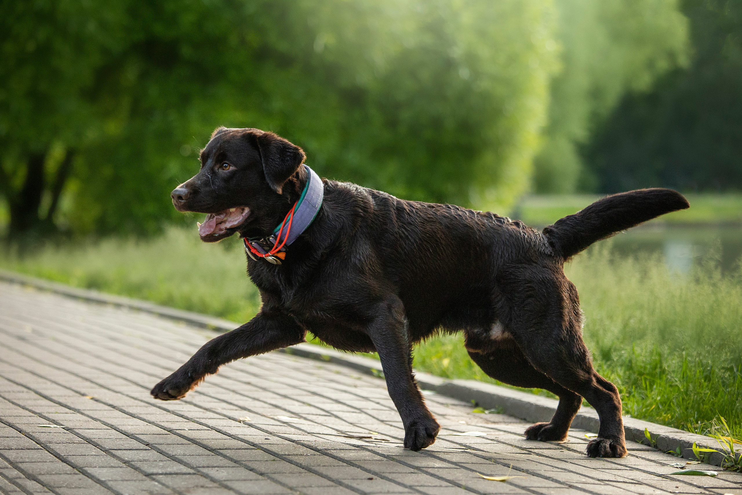 Арина и Сэмми. Фотограф — Анималист | Санкт-Петербург