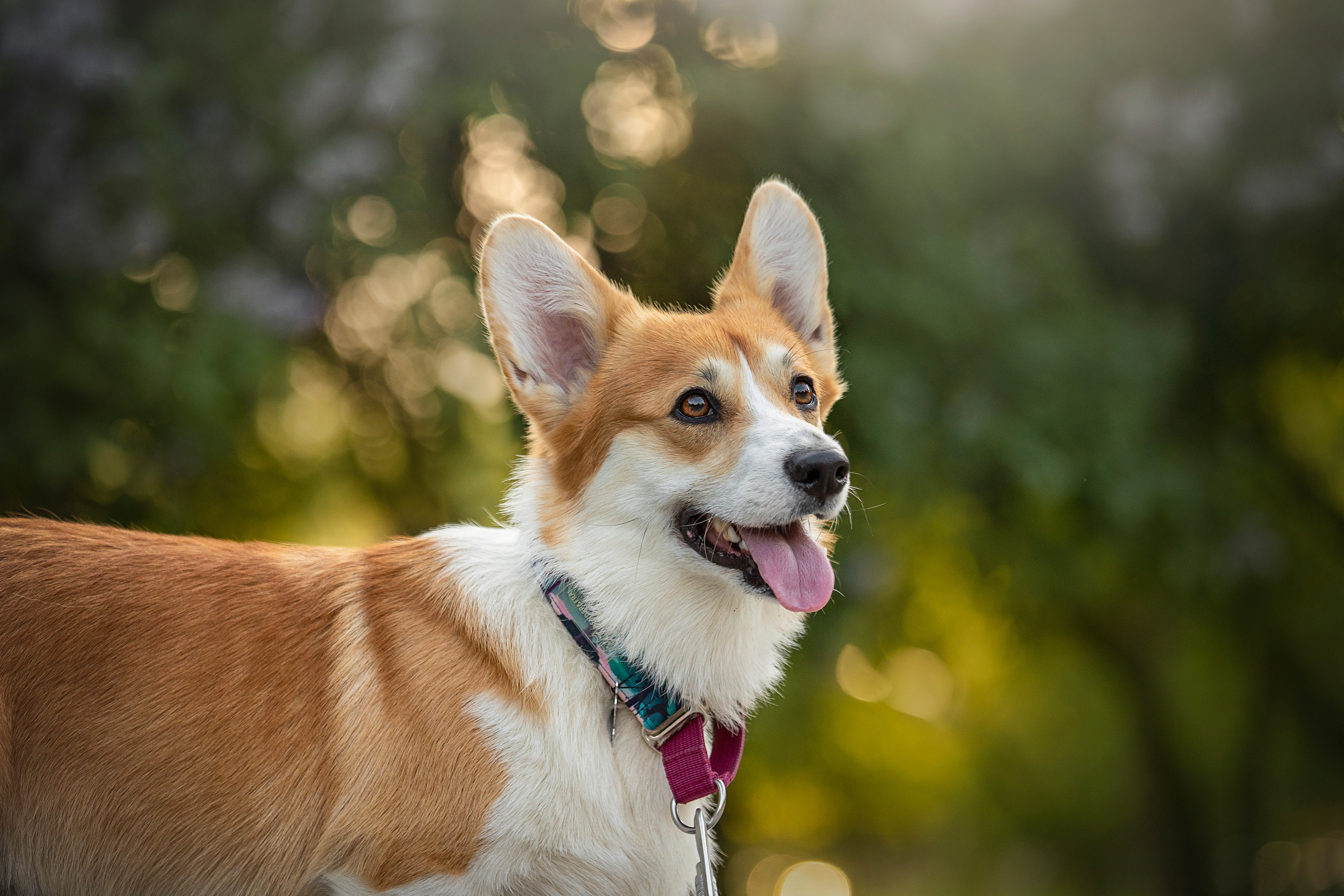 Настя и Стич. Фотограф — Анималист | Санкт-Петербург