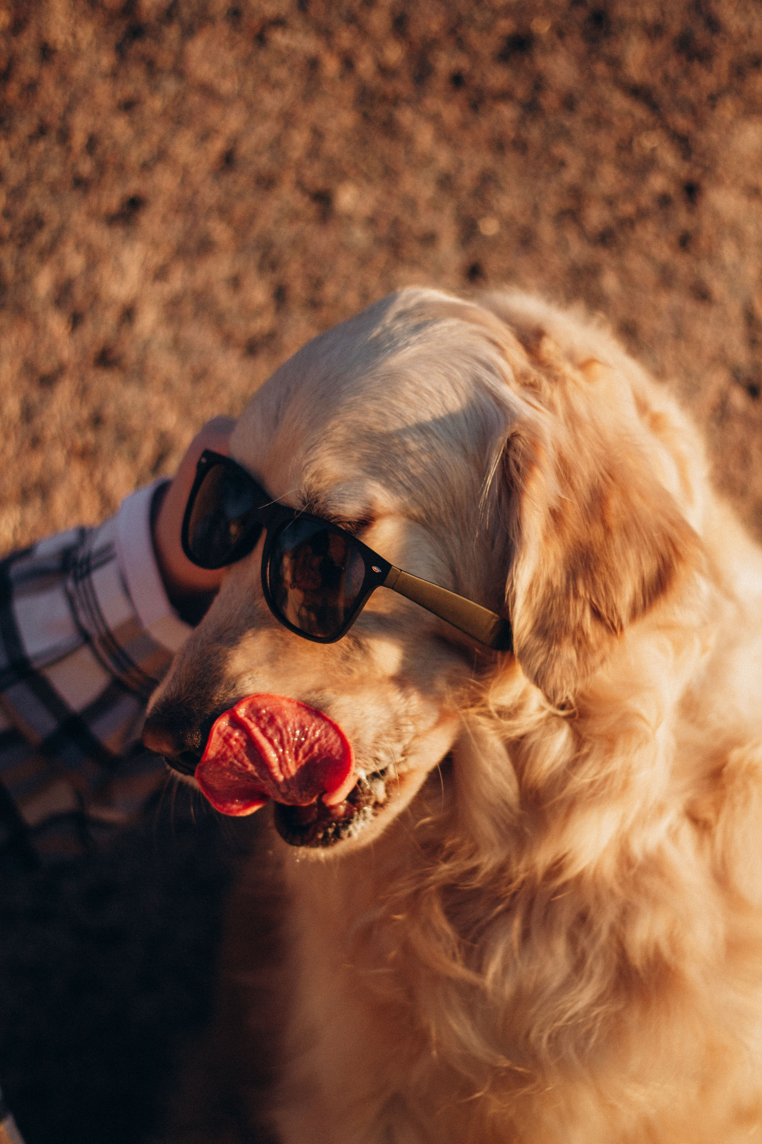 Настя и Марси. Фотограф — Анималист | Санкт-Петербург