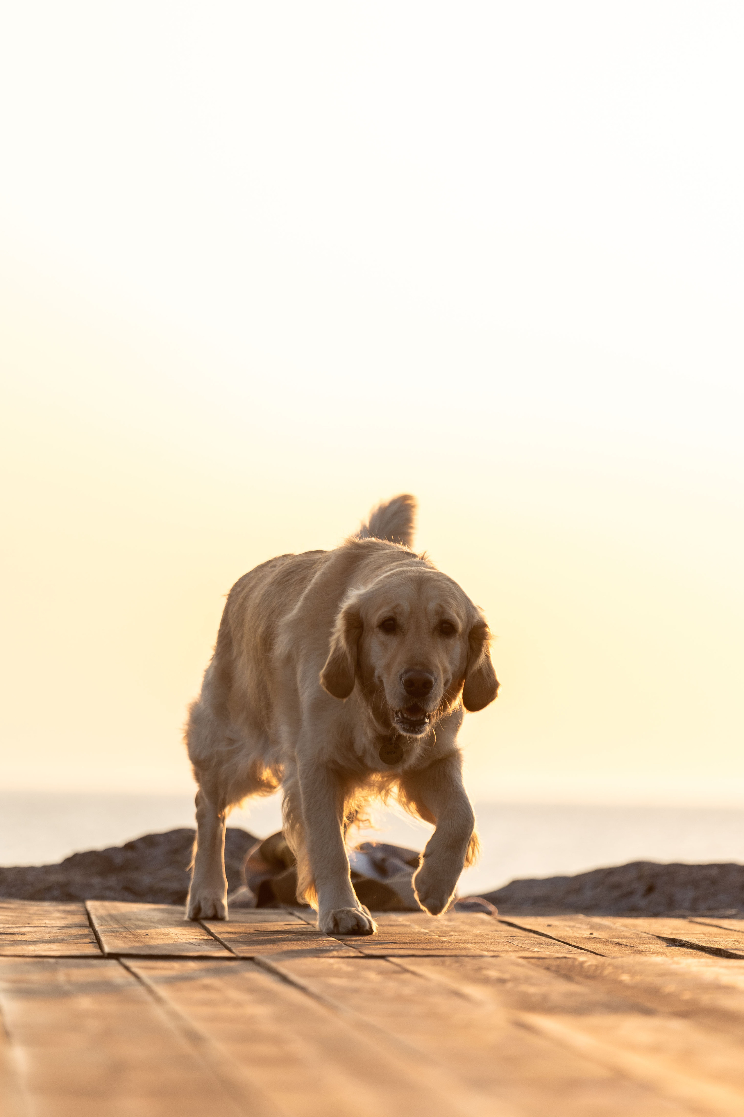 Марина и Чили. Фотограф — Анималист | Санкт-Петербург