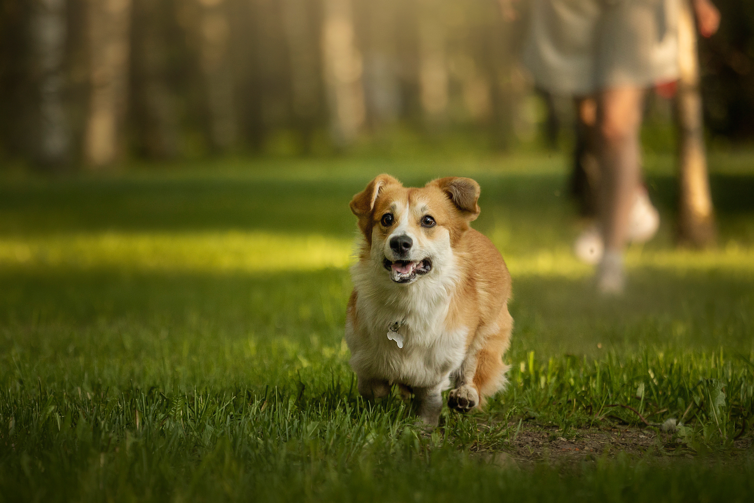 Настя и Стич. Фотограф — Анималист | Санкт-Петербург
