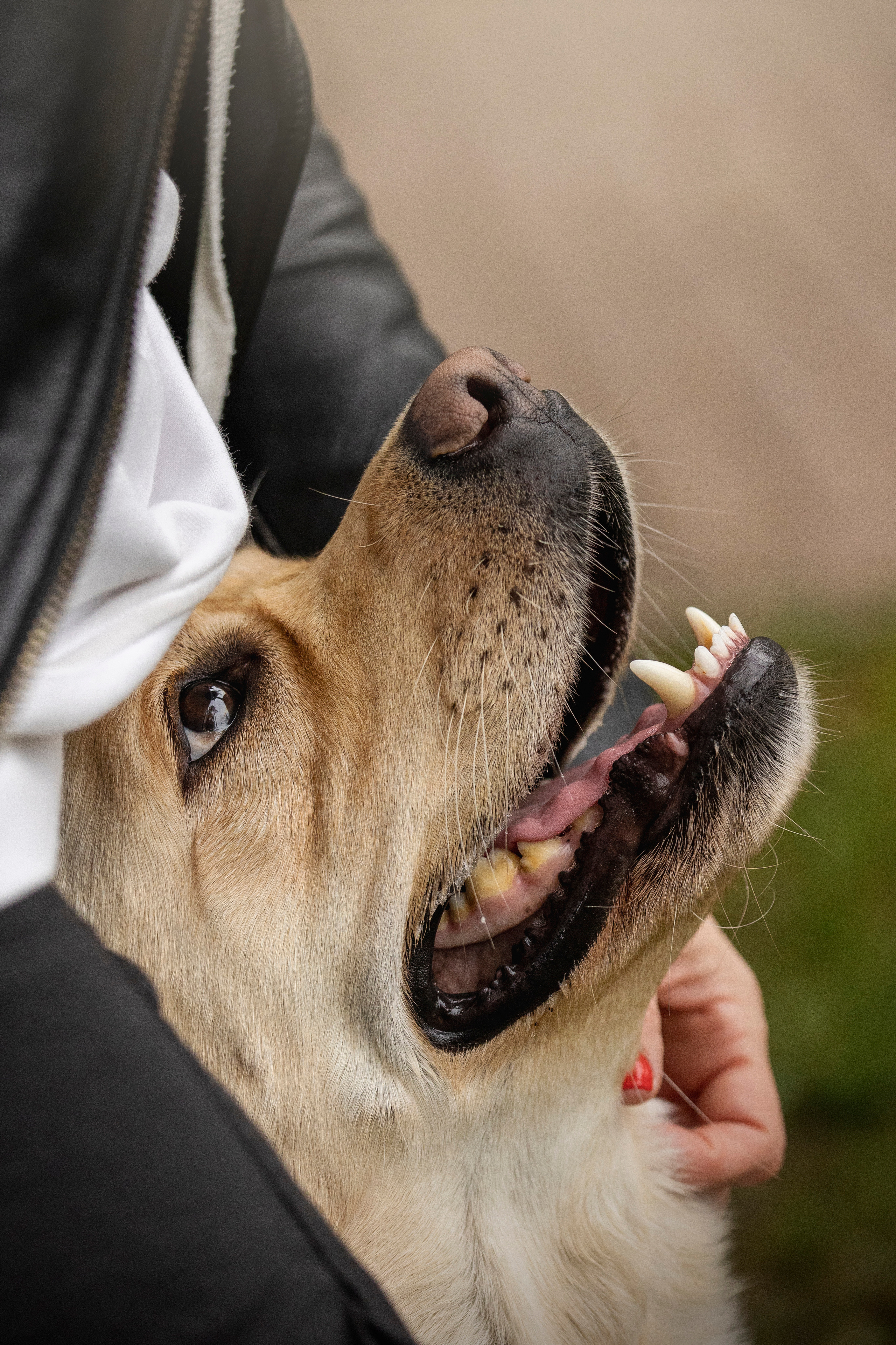 Наталья и Лорд. Фотограф — Анималист | Санкт-Петербург