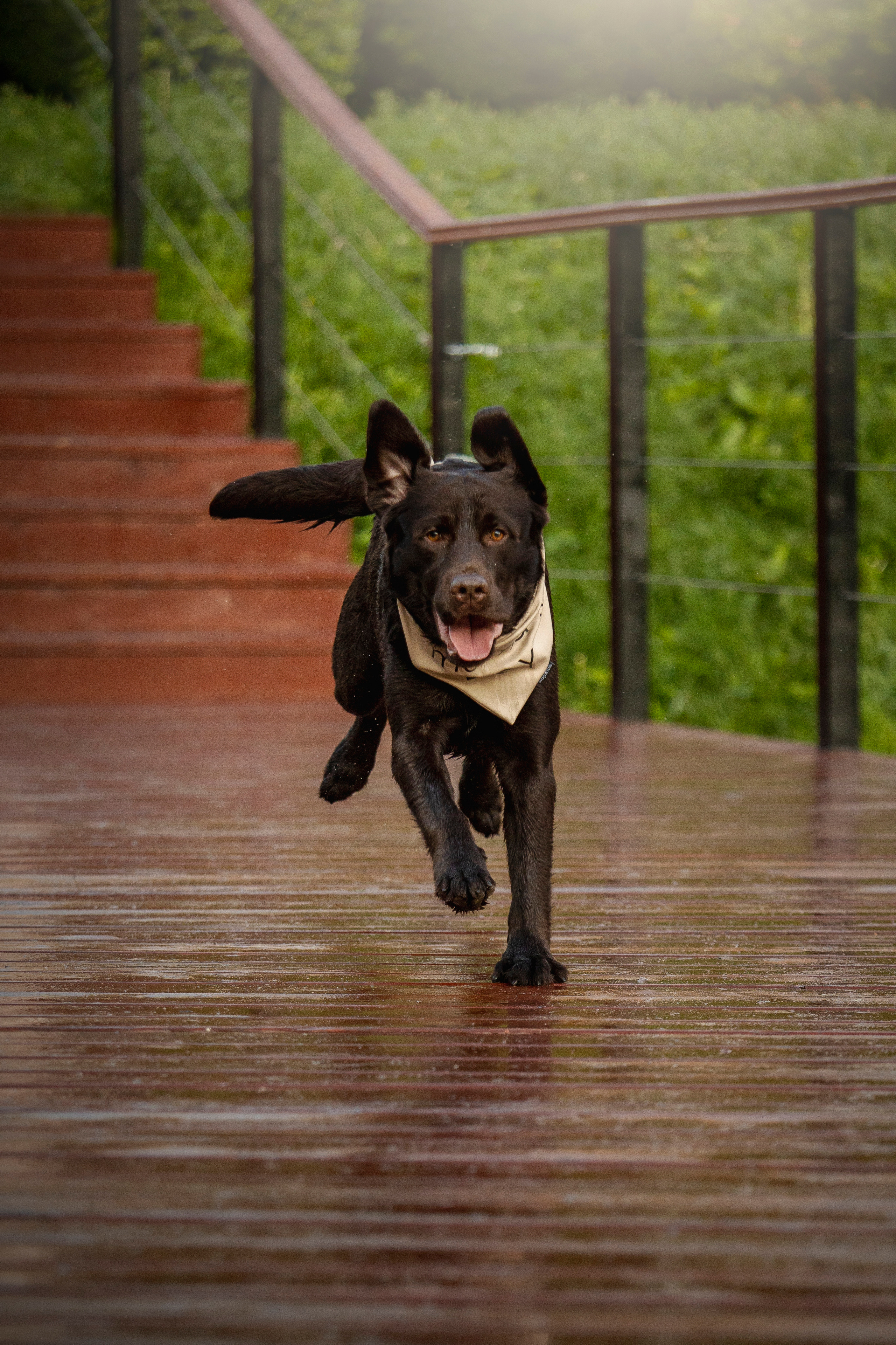 Арина и Сэмми. Фотограф — Анималист | Санкт-Петербург