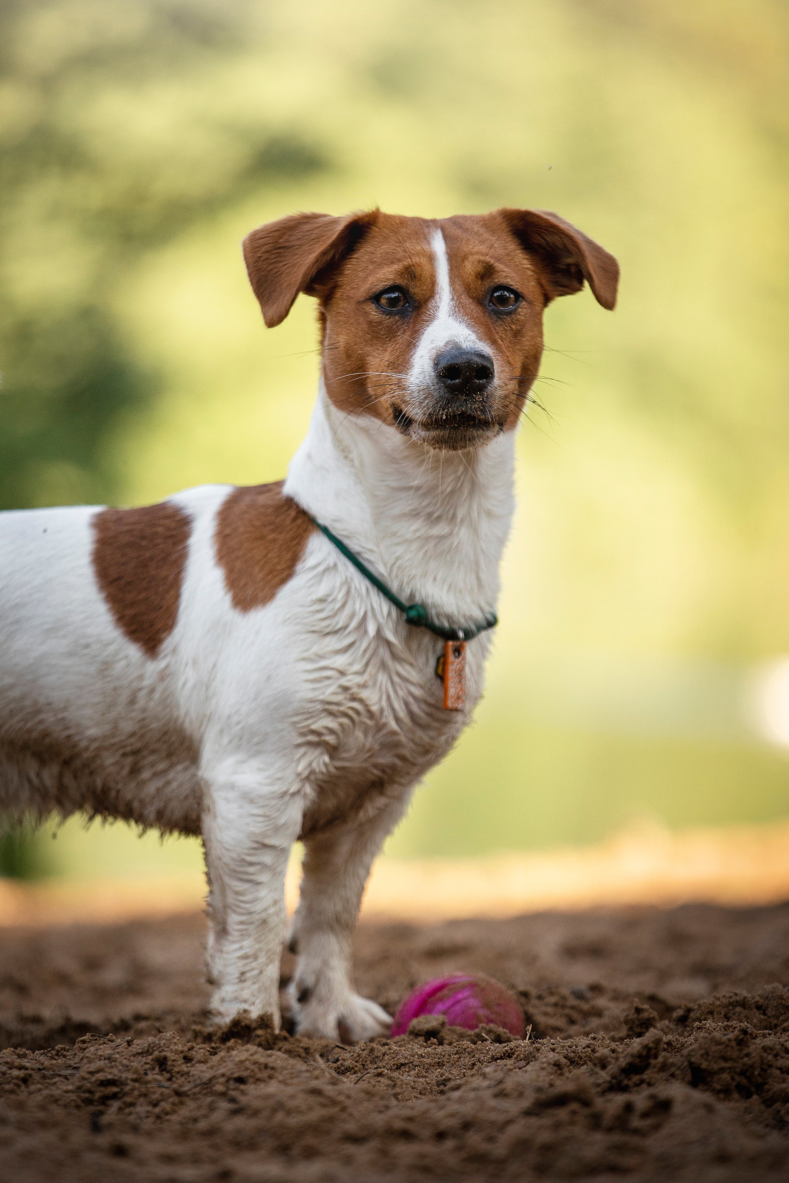 Наташа и Мерси. Фотограф — Анималист | Санкт-Петербург