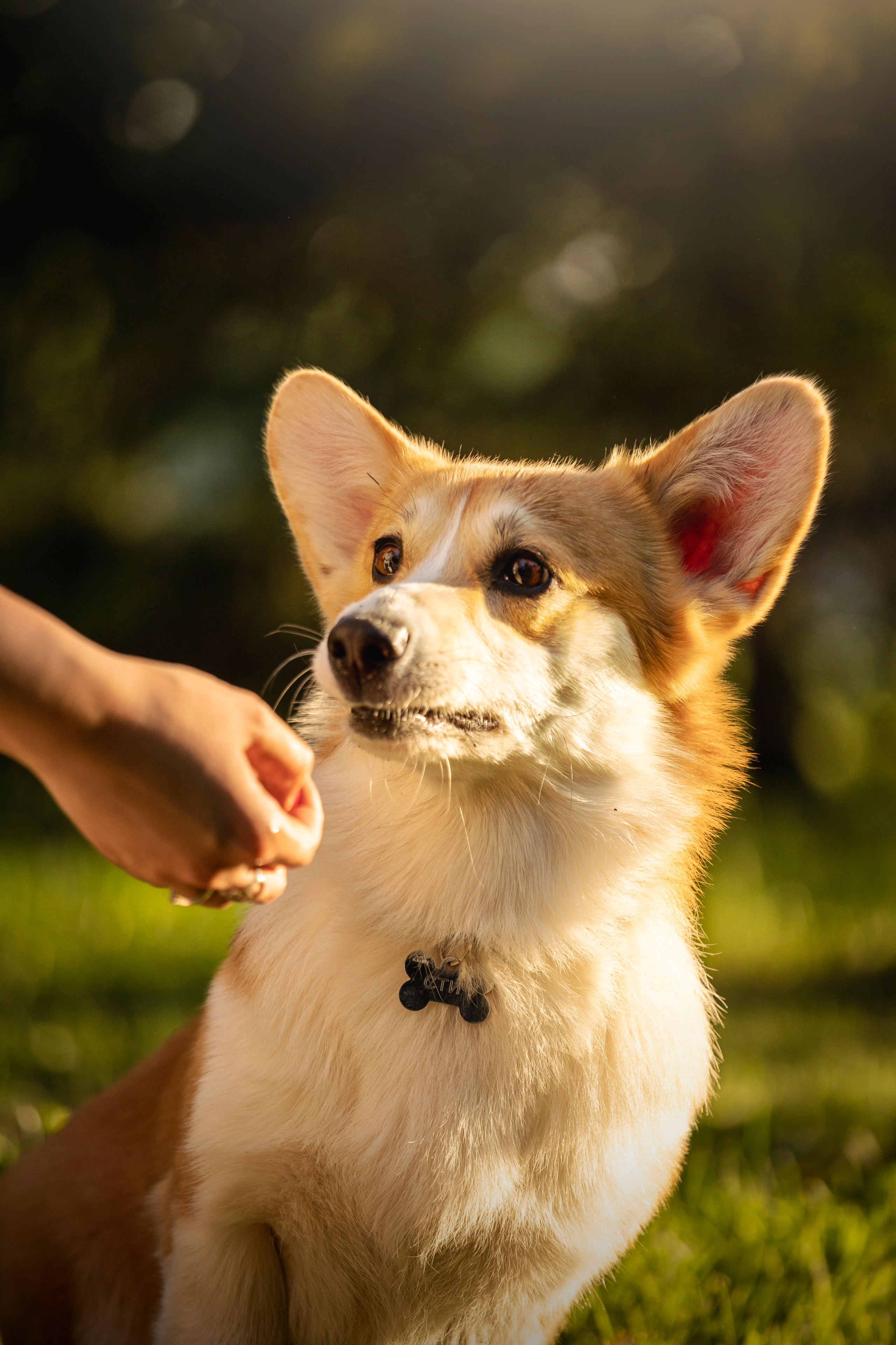 Настя и Стич. Фотограф — Анималист | Санкт-Петербург