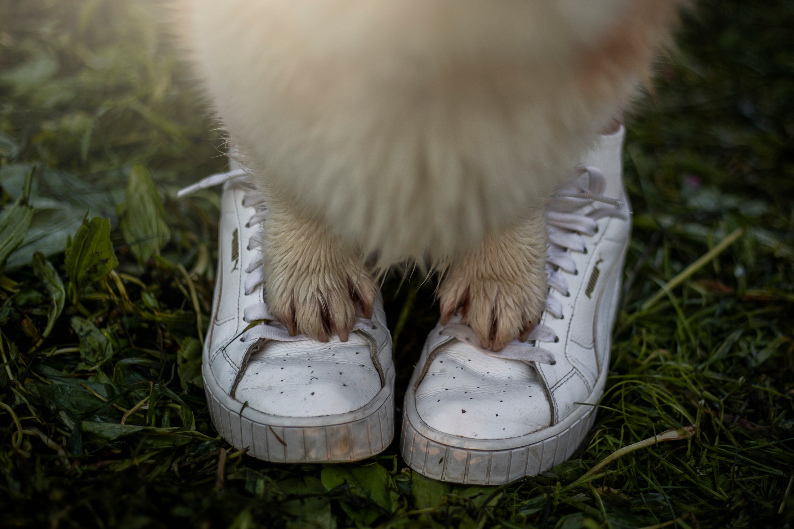 Юля и Лео. Фотограф — Анималист | Санкт-Петербург