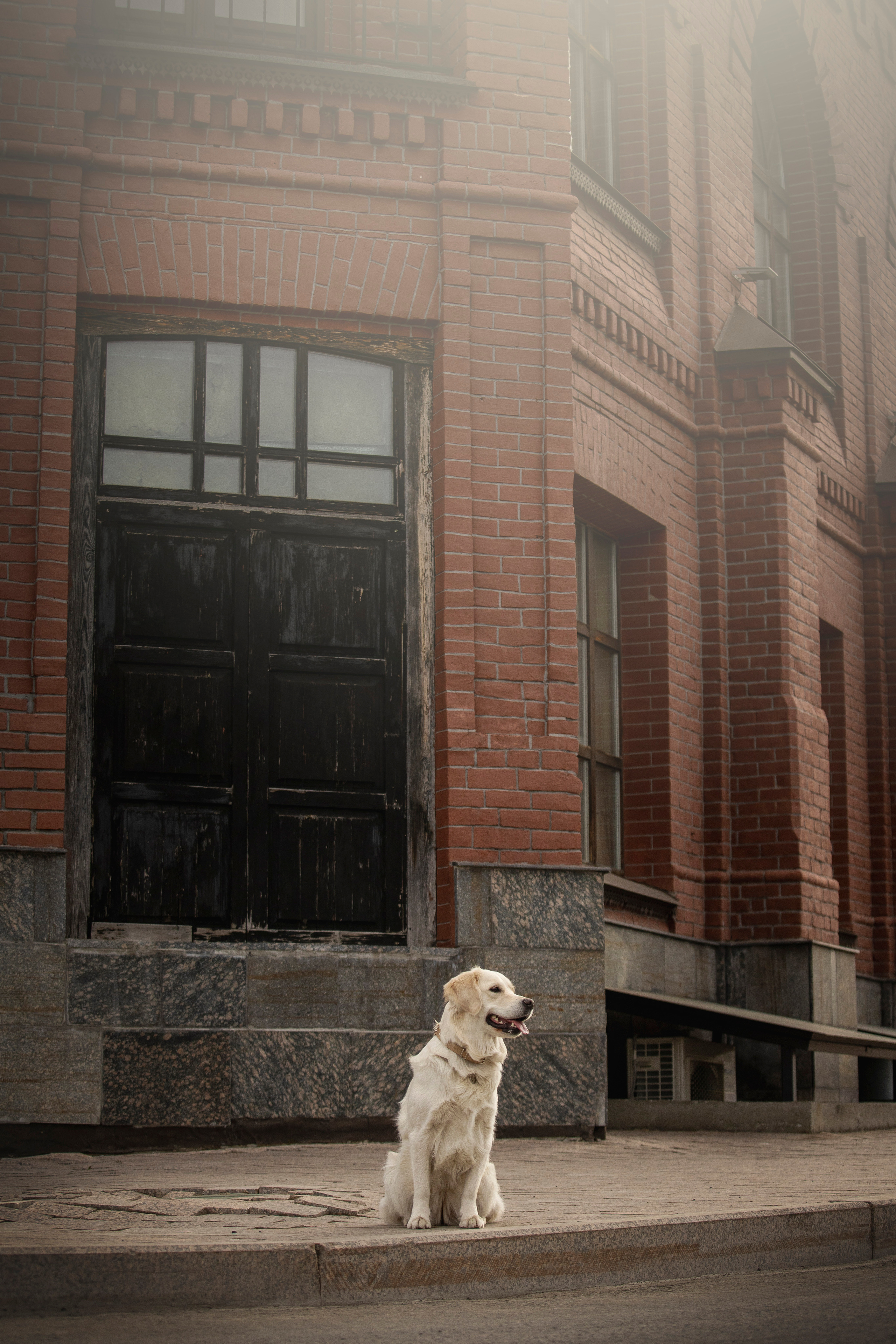 Молли и ее семья. Фотограф — Анималист | Санкт-Петербург